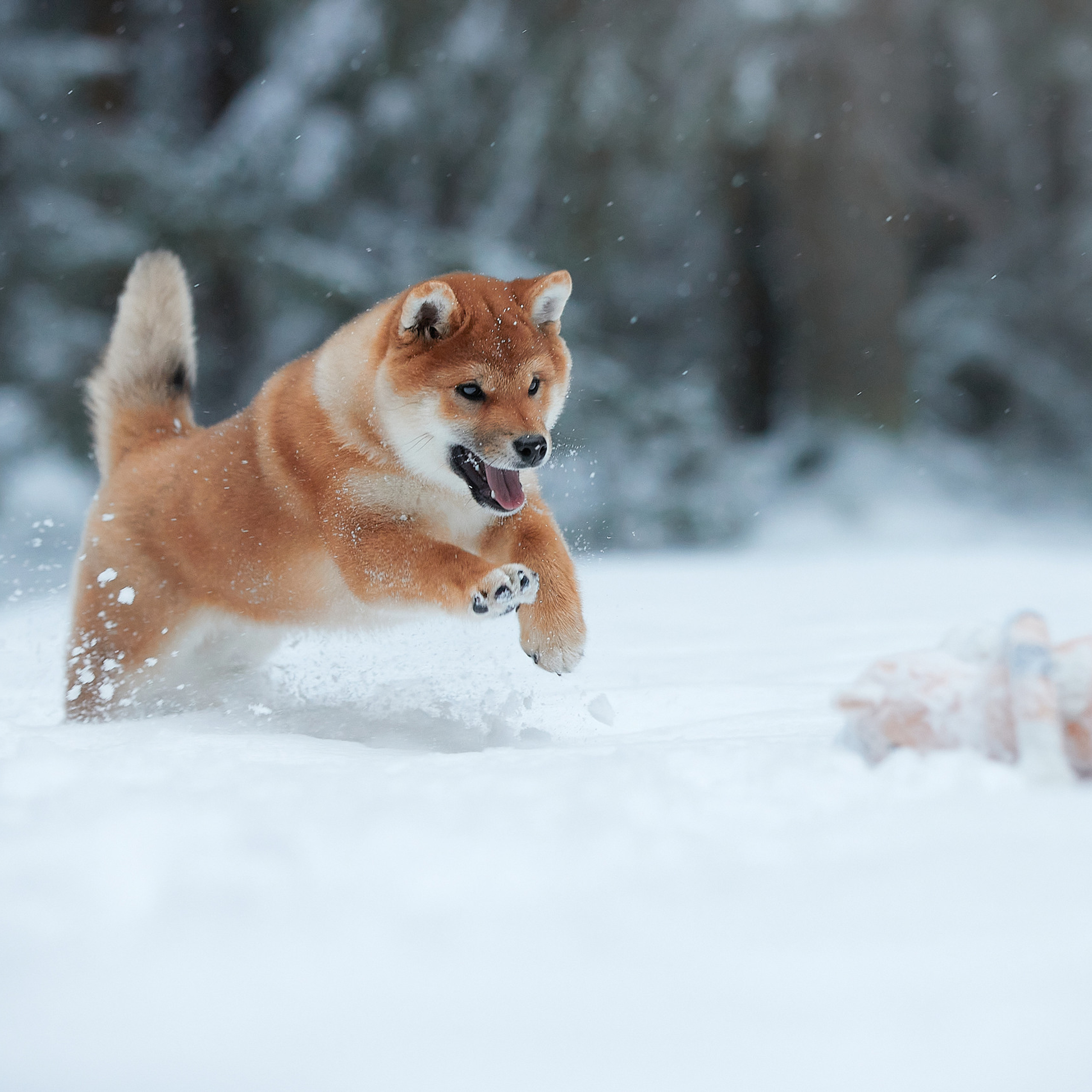 Маленькие сиба-рыси на воле. ФОТОГРАФ-АНИМАЛИСТ l LANA POLYAKOVA