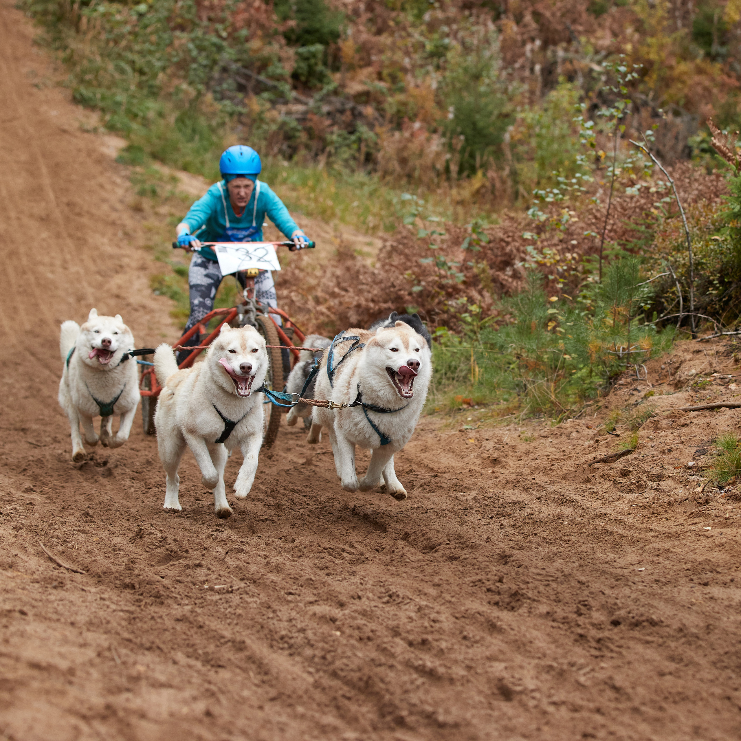 ЧЕМПИОНАТ РОССИИ РКФ 25–26 сентября 2021 г. ФОТОГРАФ-АНИМАЛИСТ l LANA POLYAKOVA