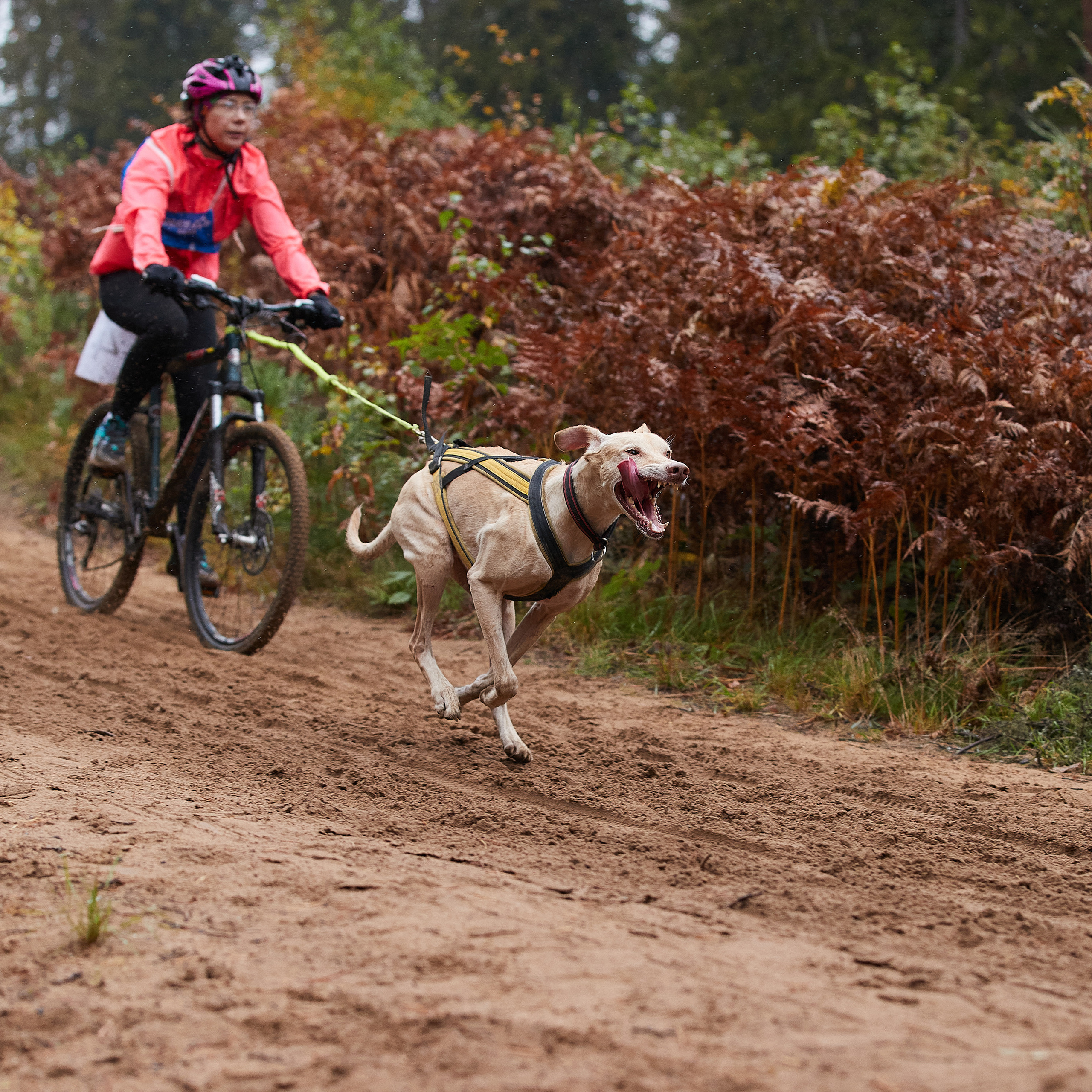 ЧЕМПИОНАТ РОССИИ РКФ 25–26 сентября 2021 г. ФОТОГРАФ-АНИМАЛИСТ l LANA POLYAKOVA