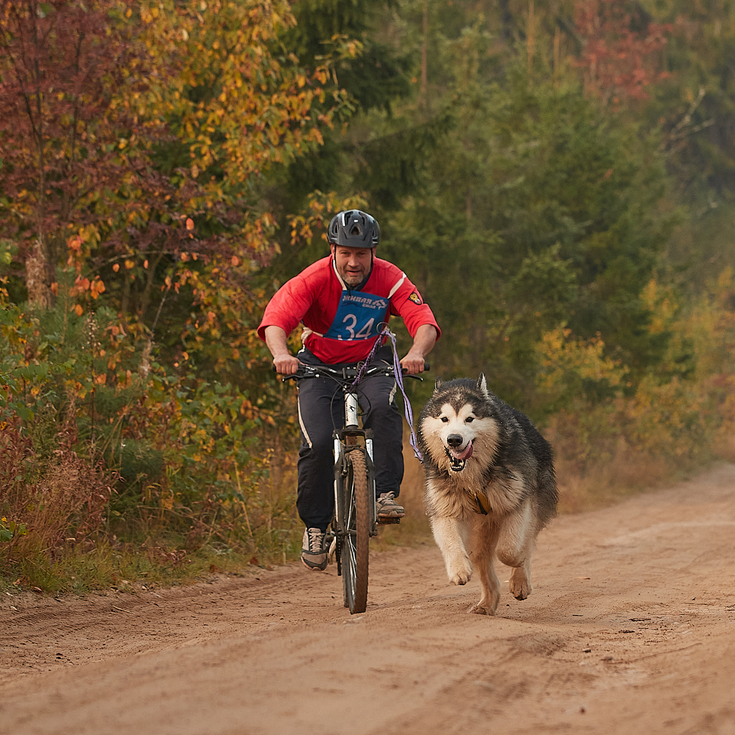 ЧЕМПИОНАТ РОССИИ РКФ 27 сентября 2020 г., 2й день. ФОТОГРАФ-АНИМАЛИСТ l LANA POLYAKOVA