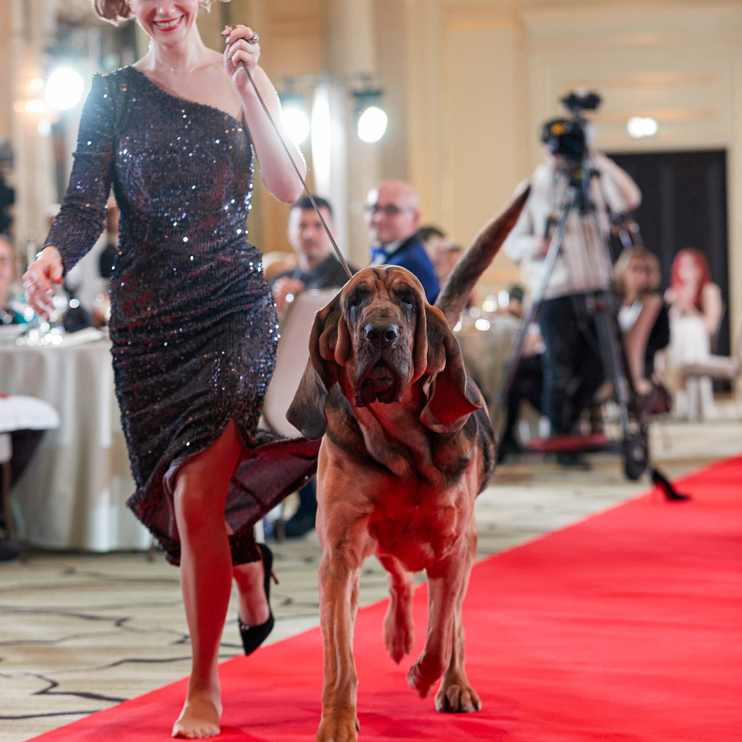Репортаж с церемонии «BEST RUSSIAN DOG 2022». ФОТОГРАФ-АНИМАЛИСТ l LANA POLYAKOVA