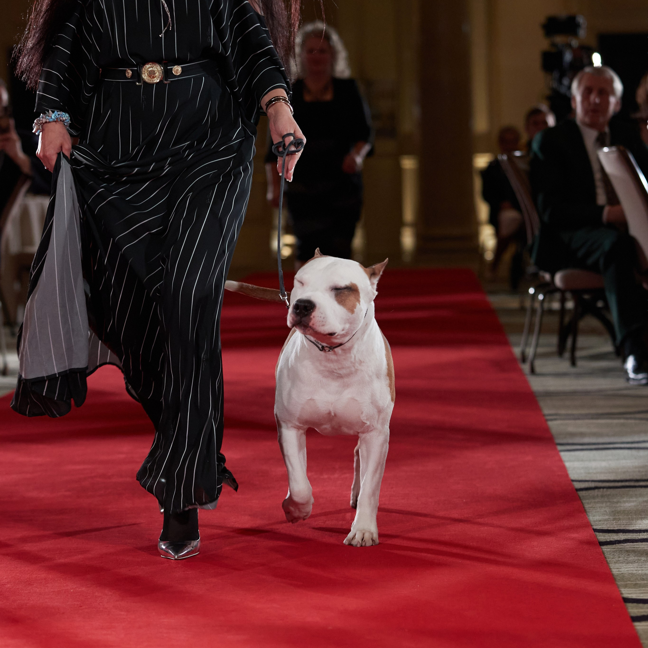 Репортаж с церемонии «BEST RUSSIAN DOG 2023». ФОТОГРАФ-АНИМАЛИСТ l LANA POLYAKOVA