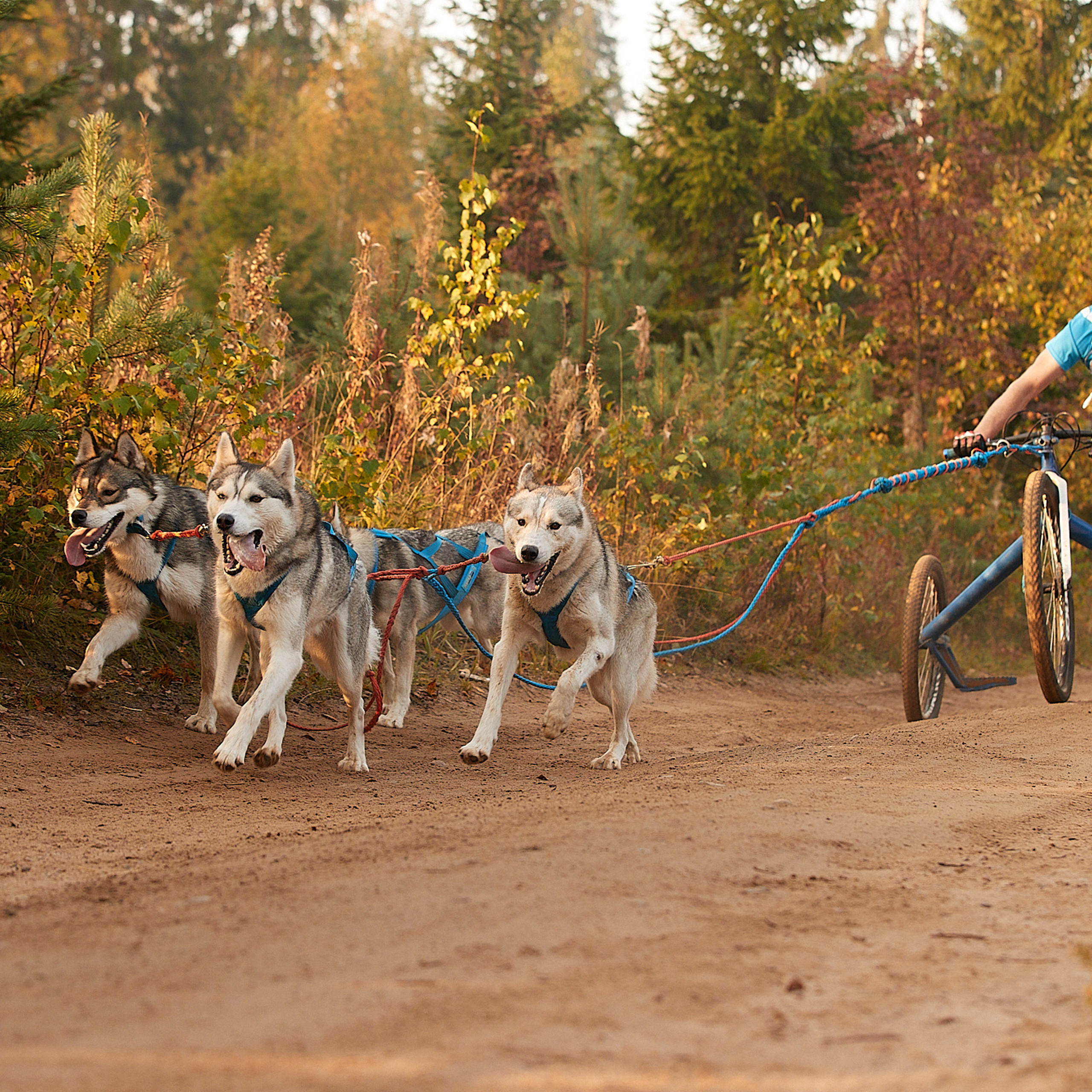 ЧЕМПИОНАТ РОССИИ РКФ 27 сентября 2020 г., 2й день. ФОТОГРАФ-АНИМАЛИСТ l LANA POLYAKOVA