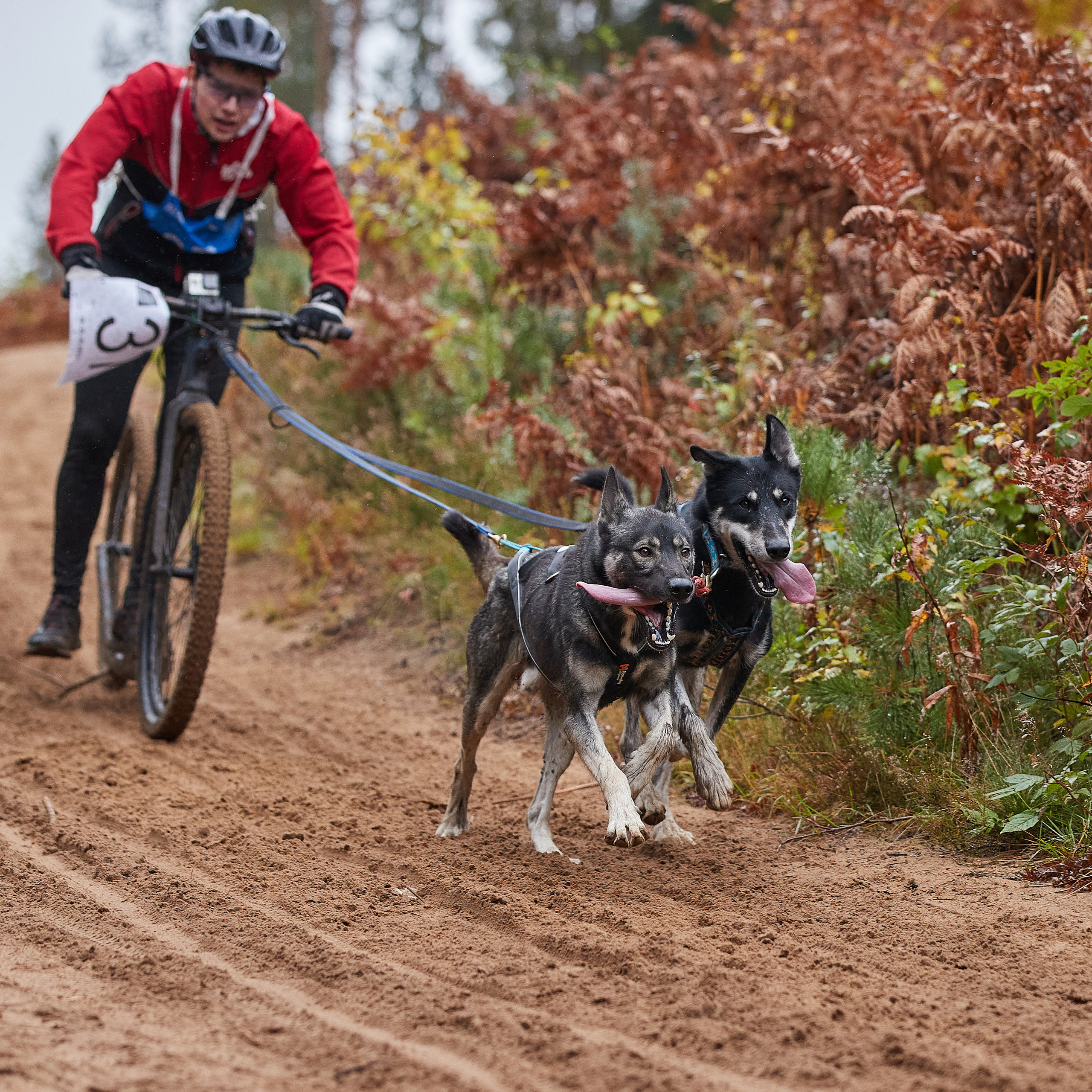 ЧЕМПИОНАТ РОССИИ РКФ 25–26 сентября 2021 г. ФОТОГРАФ-АНИМАЛИСТ l LANA POLYAKOVA