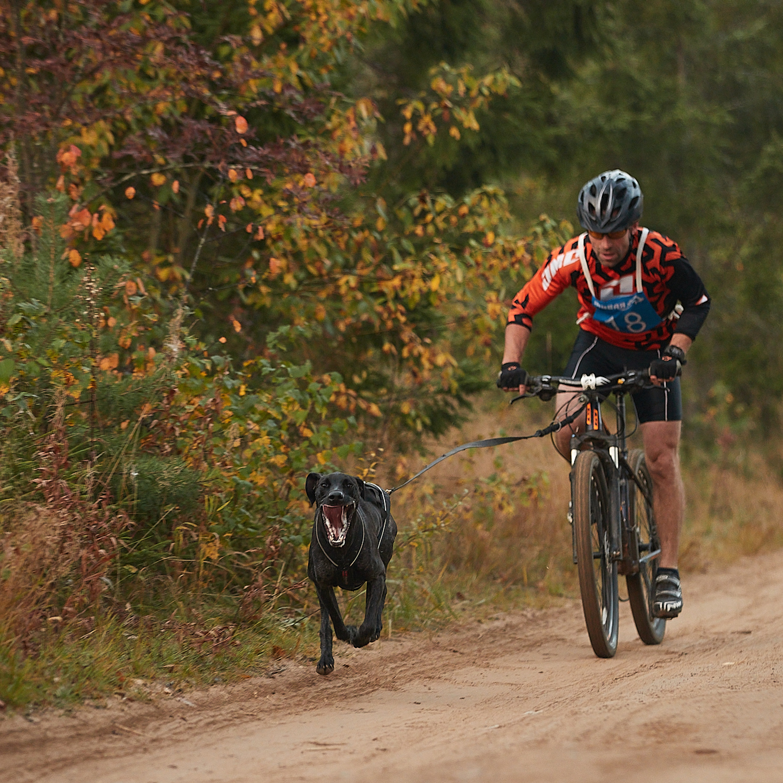 ЧЕМПИОНАТ РОССИИ РКФ 27 сентября 2020 г., 2й день. ФОТОГРАФ-АНИМАЛИСТ l LANA POLYAKOVA