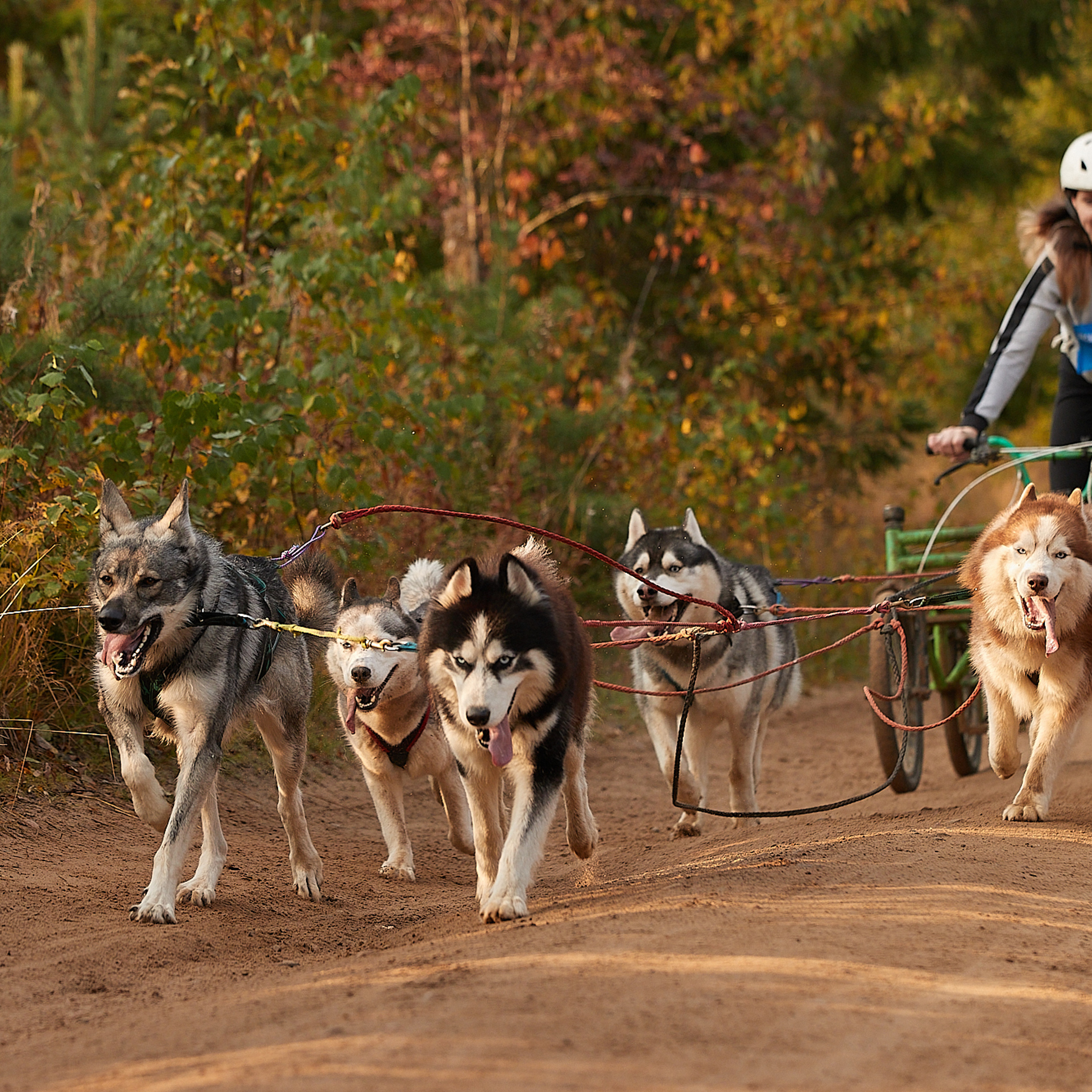 ЧЕМПИОНАТ РОССИИ РКФ 27 сентября 2020 г., 2й день. ФОТОГРАФ-АНИМАЛИСТ l LANA POLYAKOVA