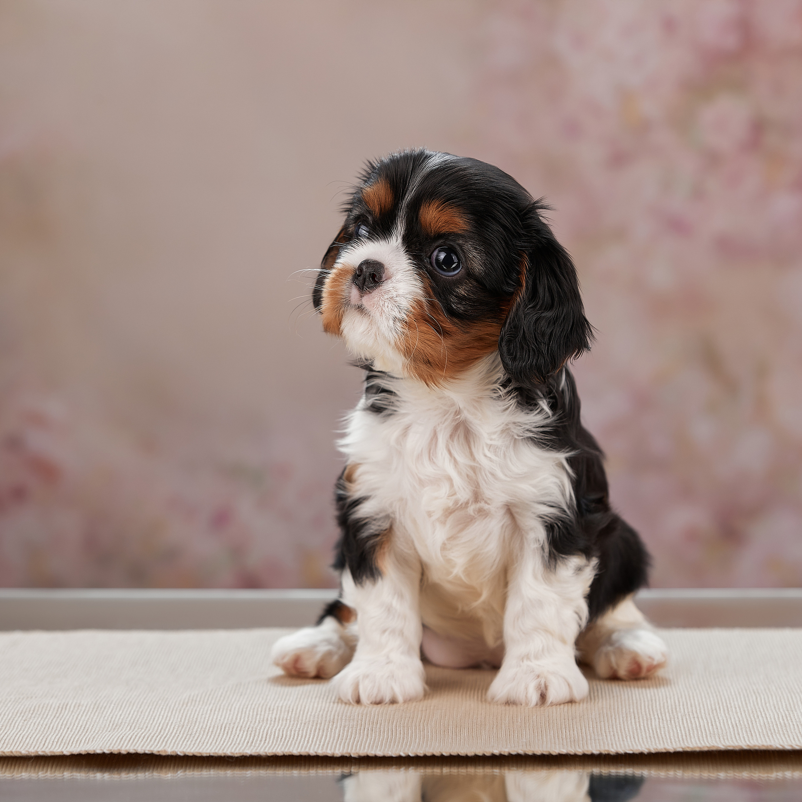 Домашняя фотосессия малышей кавалеров. ФОТОГРАФ-АНИМАЛИСТ l LANA POLYAKOVA