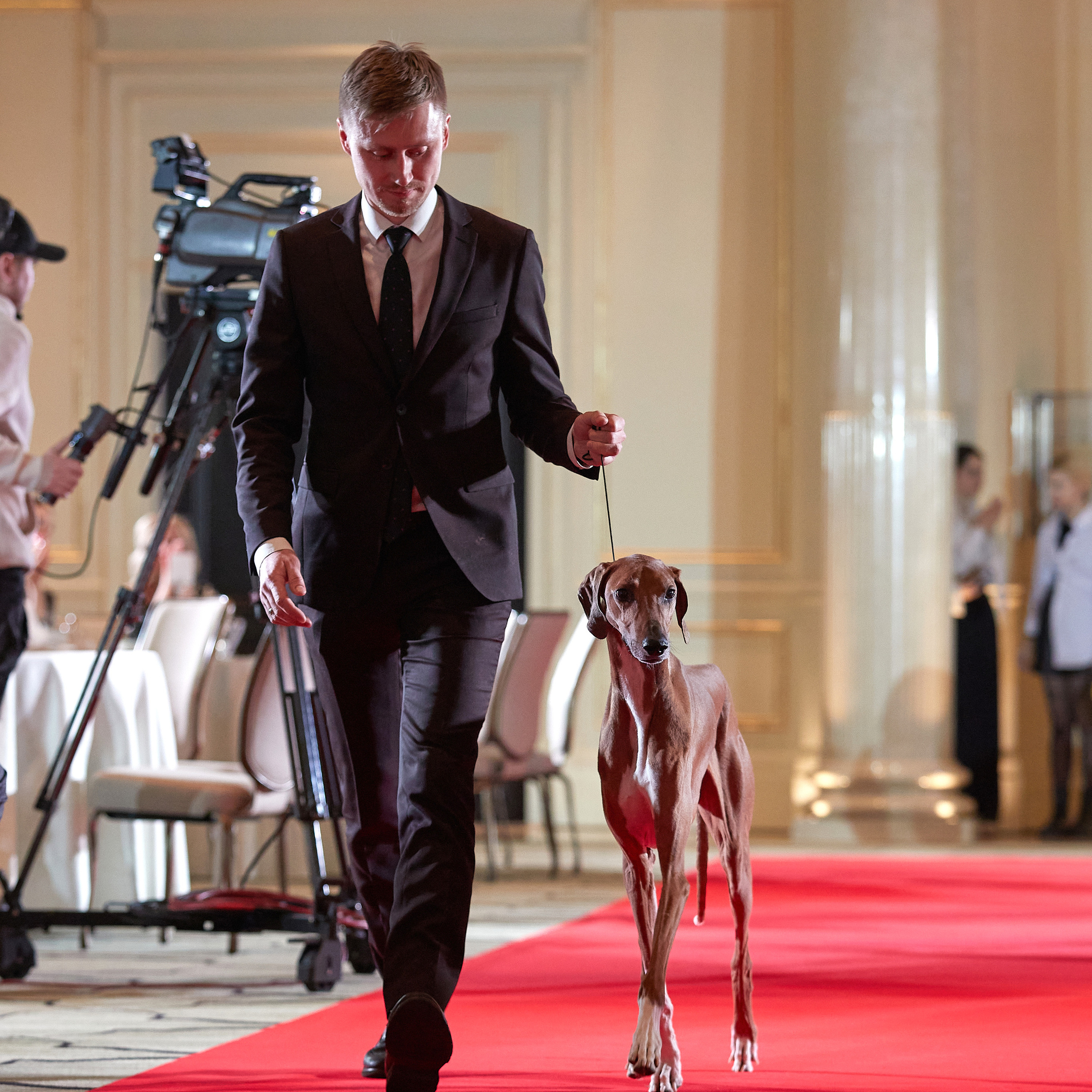 Репортаж с церемонии «BEST RUSSIAN DOG 2022». ФОТОГРАФ-АНИМАЛИСТ l LANA POLYAKOVA