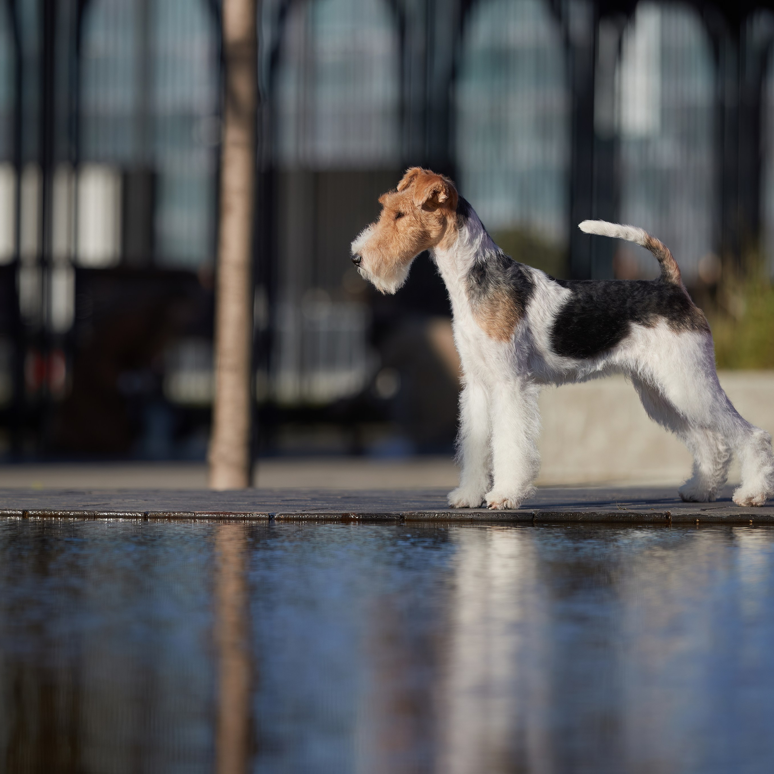 «СЕЗОН В НИЖНЕМ» НИЖНИЙ НОВГОРОД-2024. ФОТОГРАФ-АНИМАЛИСТ l LANA POLYAKOVA