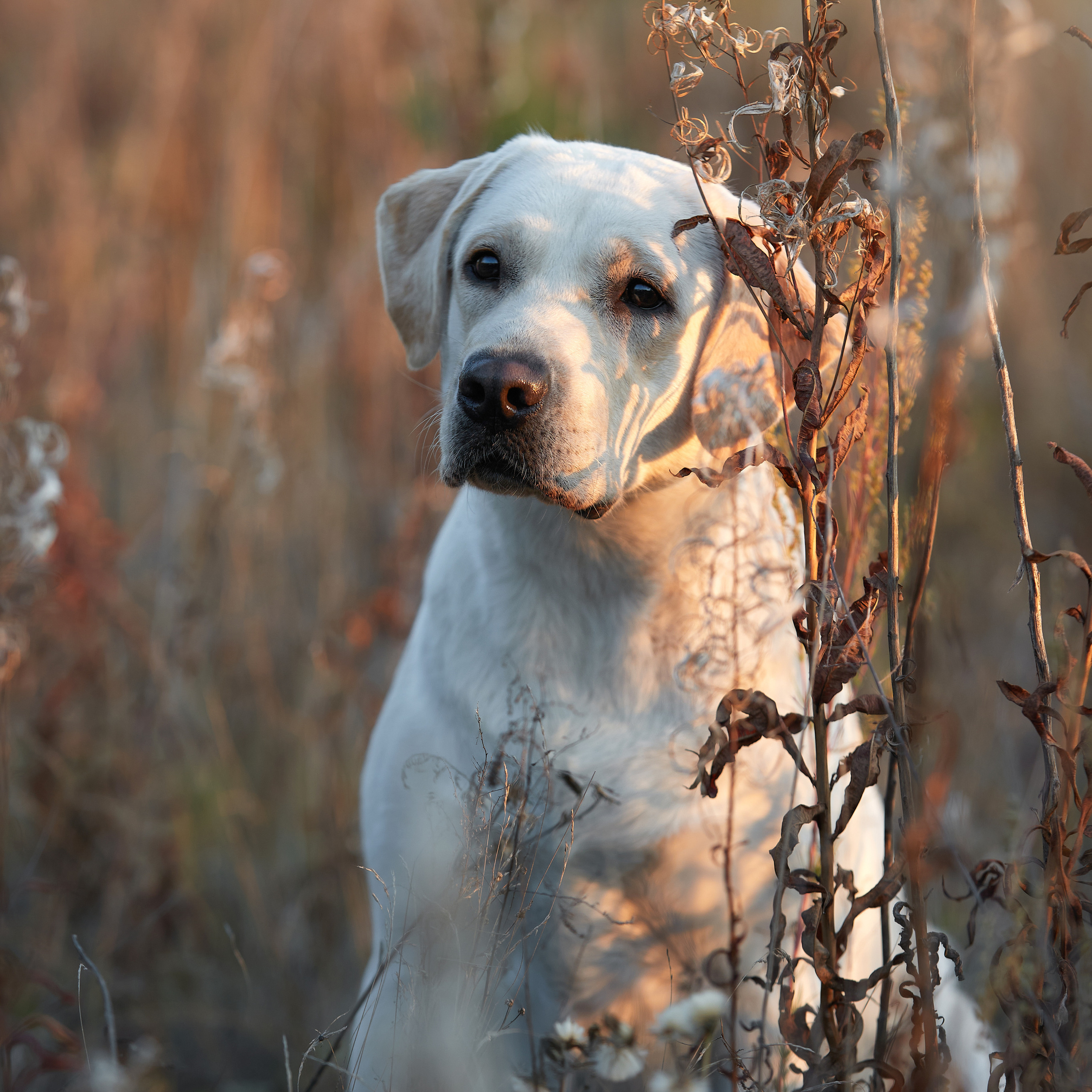 Путешествие к Байкалу. Фотосессии в Иркутске. ФОТОГРАФ-АНИМАЛИСТ l LANA POLYAKOVA