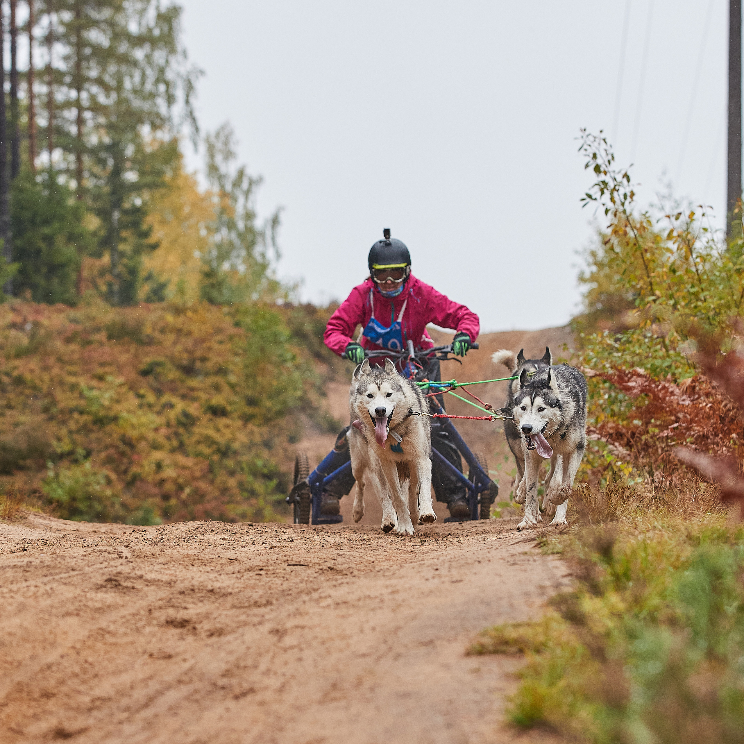 ЧЕМПИОНАТ РОССИИ РКФ 25–26 сентября 2021 г. ФОТОГРАФ-АНИМАЛИСТ l LANA POLYAKOVA