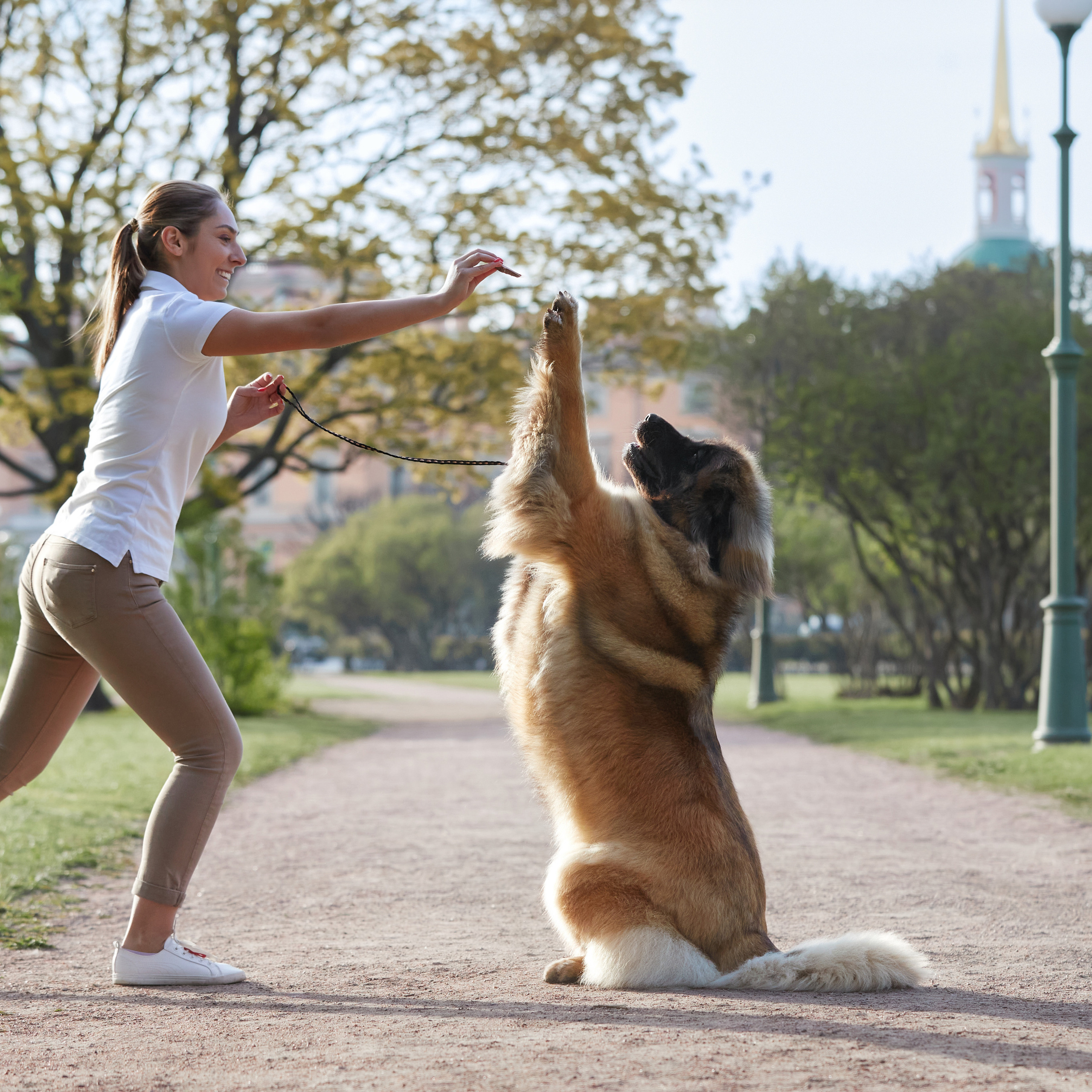 Леонбергеры в Санкт-Петербурге. ФОТОГРАФ-АНИМАЛИСТ l LANA POLYAKOVA