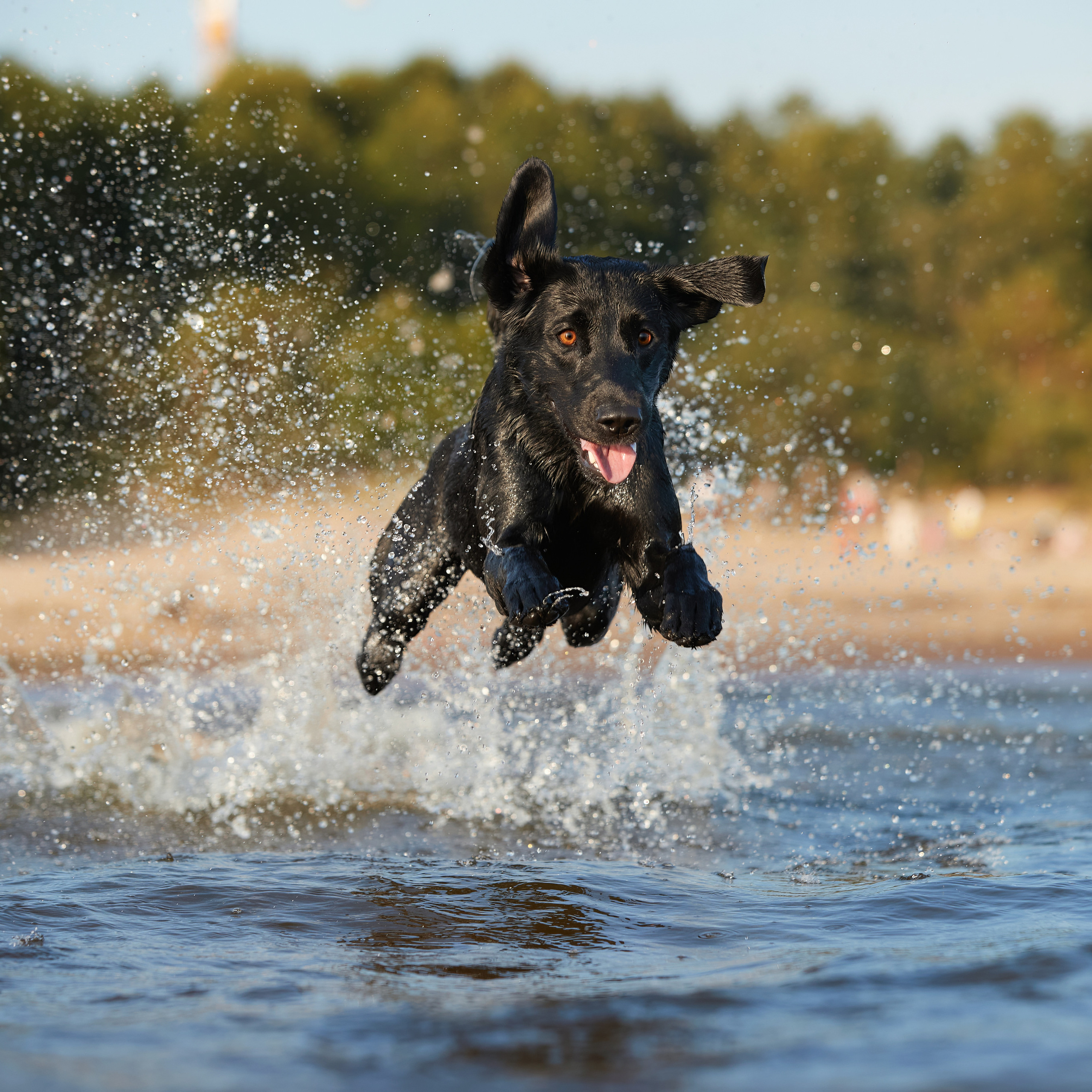 Фотопрогулка для Аджи. Вода!. ФОТОГРАФ-АНИМАЛИСТ l LANA POLYAKOVA