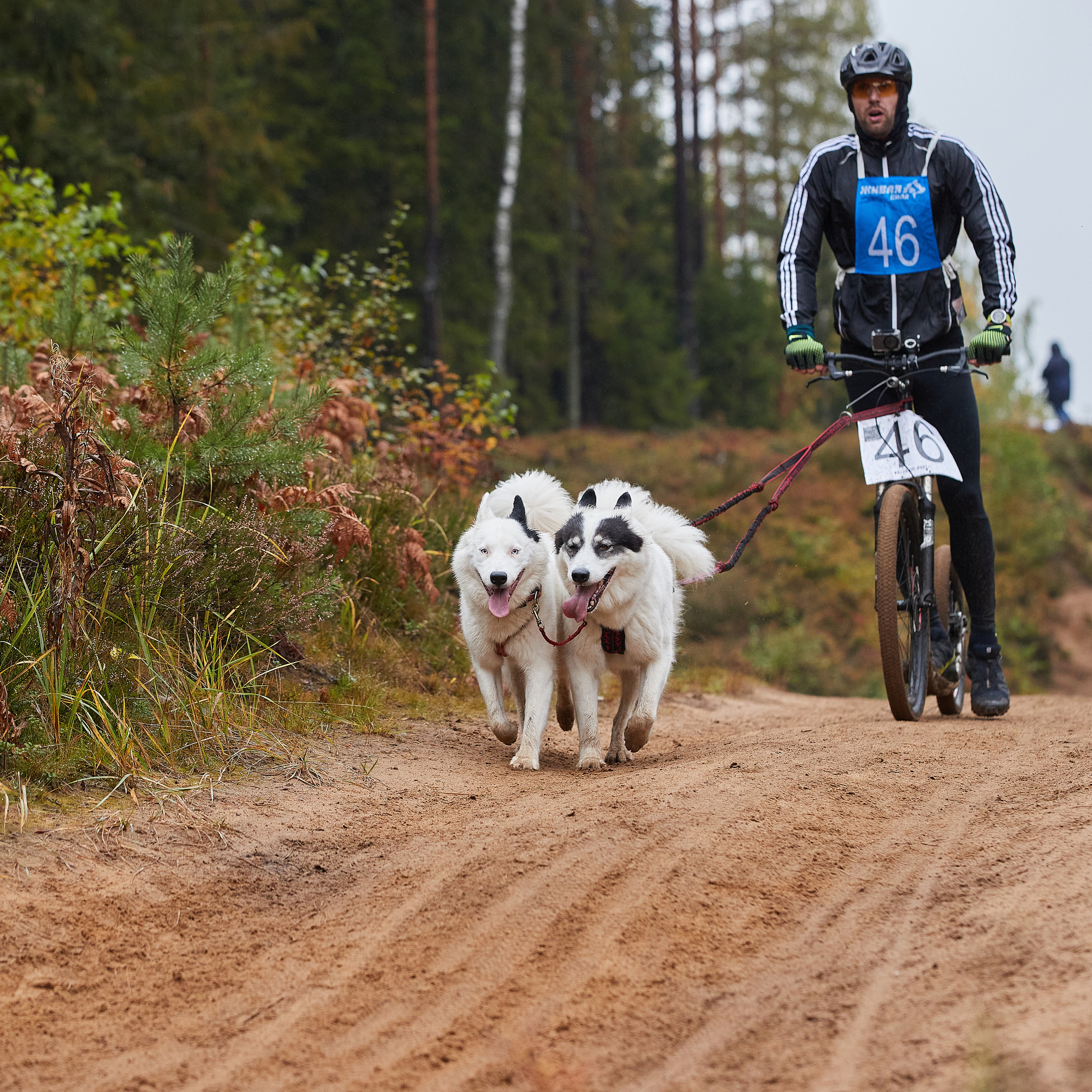 ЧЕМПИОНАТ РОССИИ РКФ 25–26 сентября 2021 г. ФОТОГРАФ-АНИМАЛИСТ l LANA POLYAKOVA