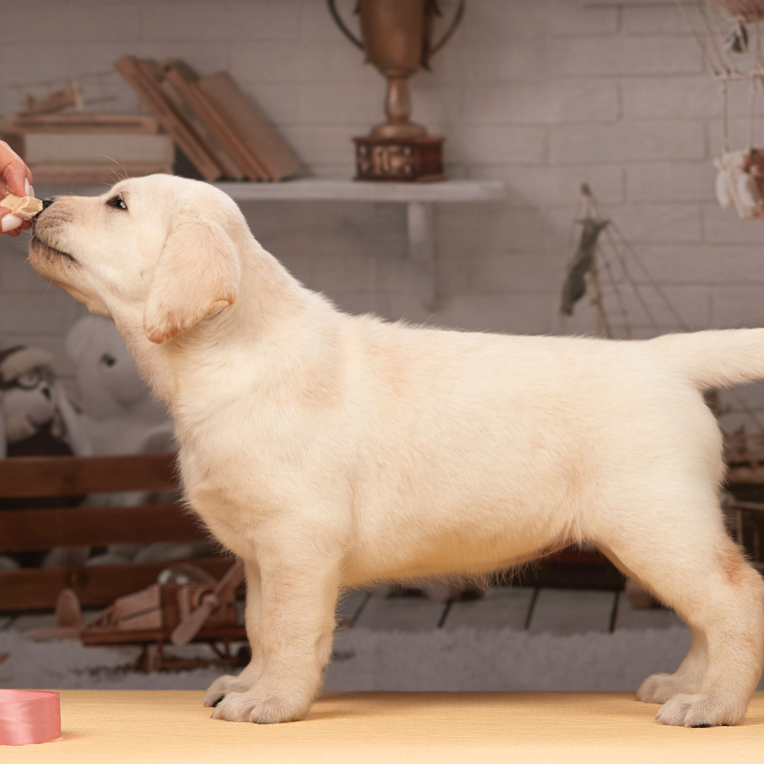 🍁Осенний лялькопад 🍁. ФОТОГРАФ-АНИМАЛИСТ l LANA POLYAKOVA