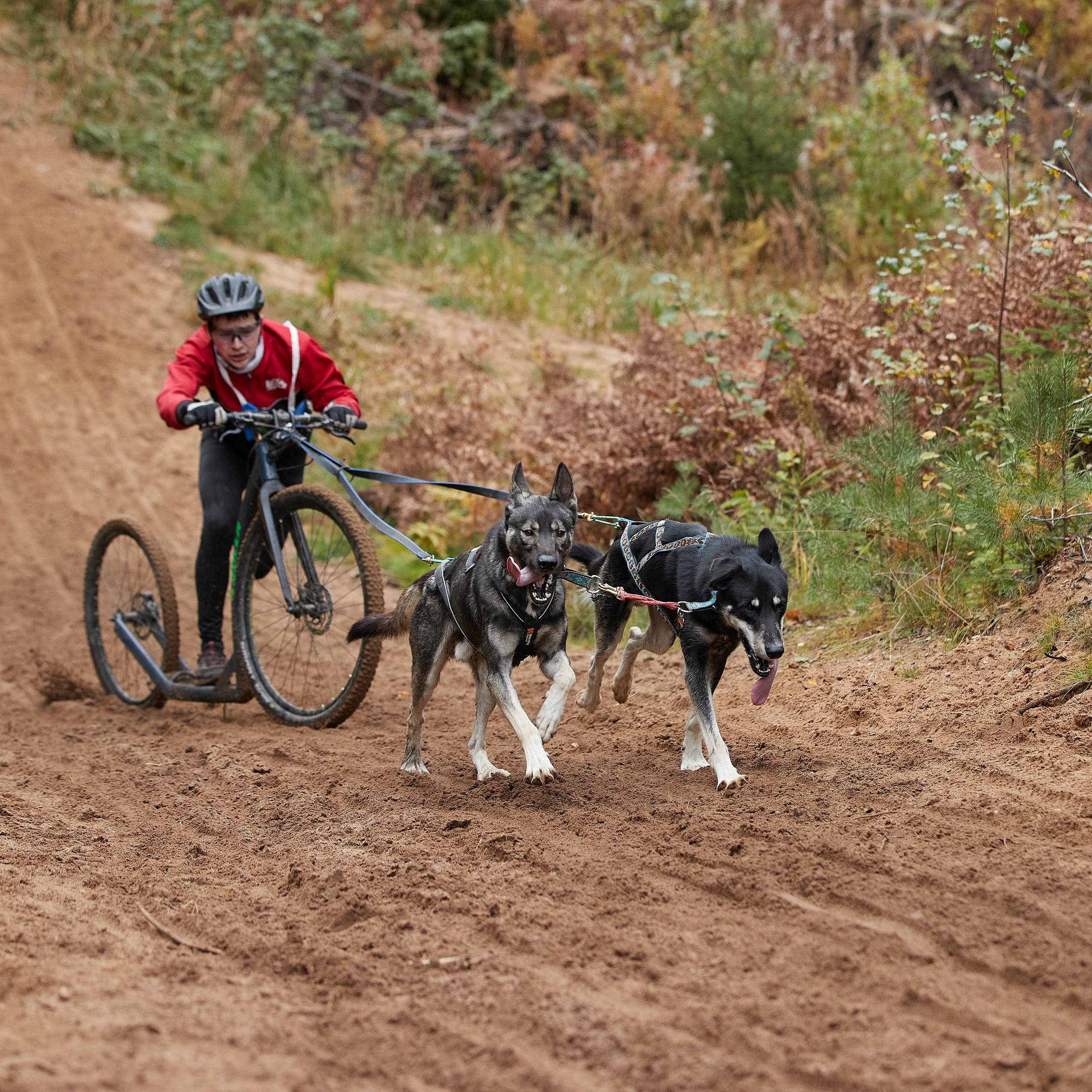 ЧЕМПИОНАТ РОССИИ РКФ 25–26 сентября 2021 г. ФОТОГРАФ-АНИМАЛИСТ l LANA POLYAKOVA