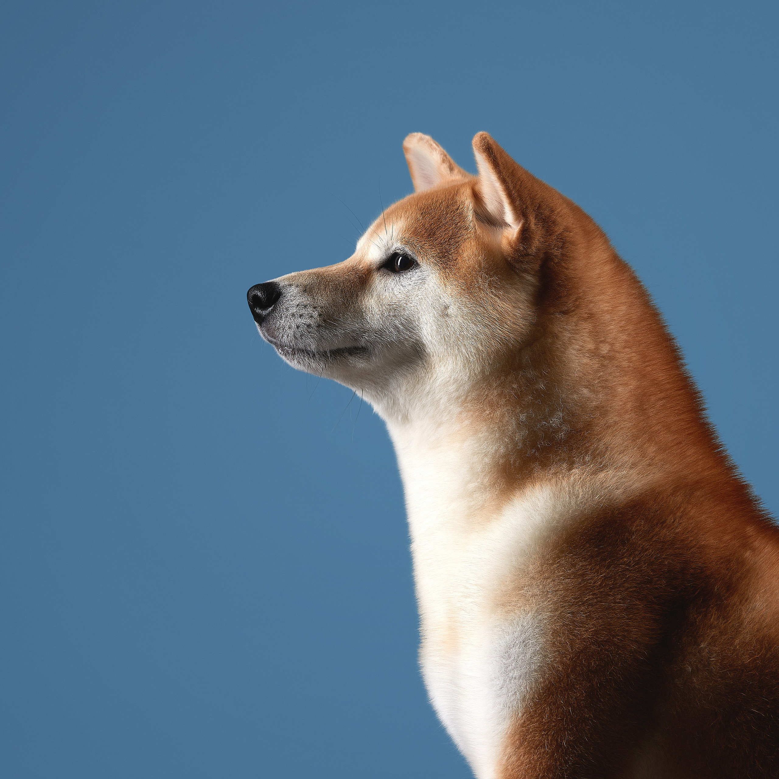 SHIOMARU WIZARD OF OZ