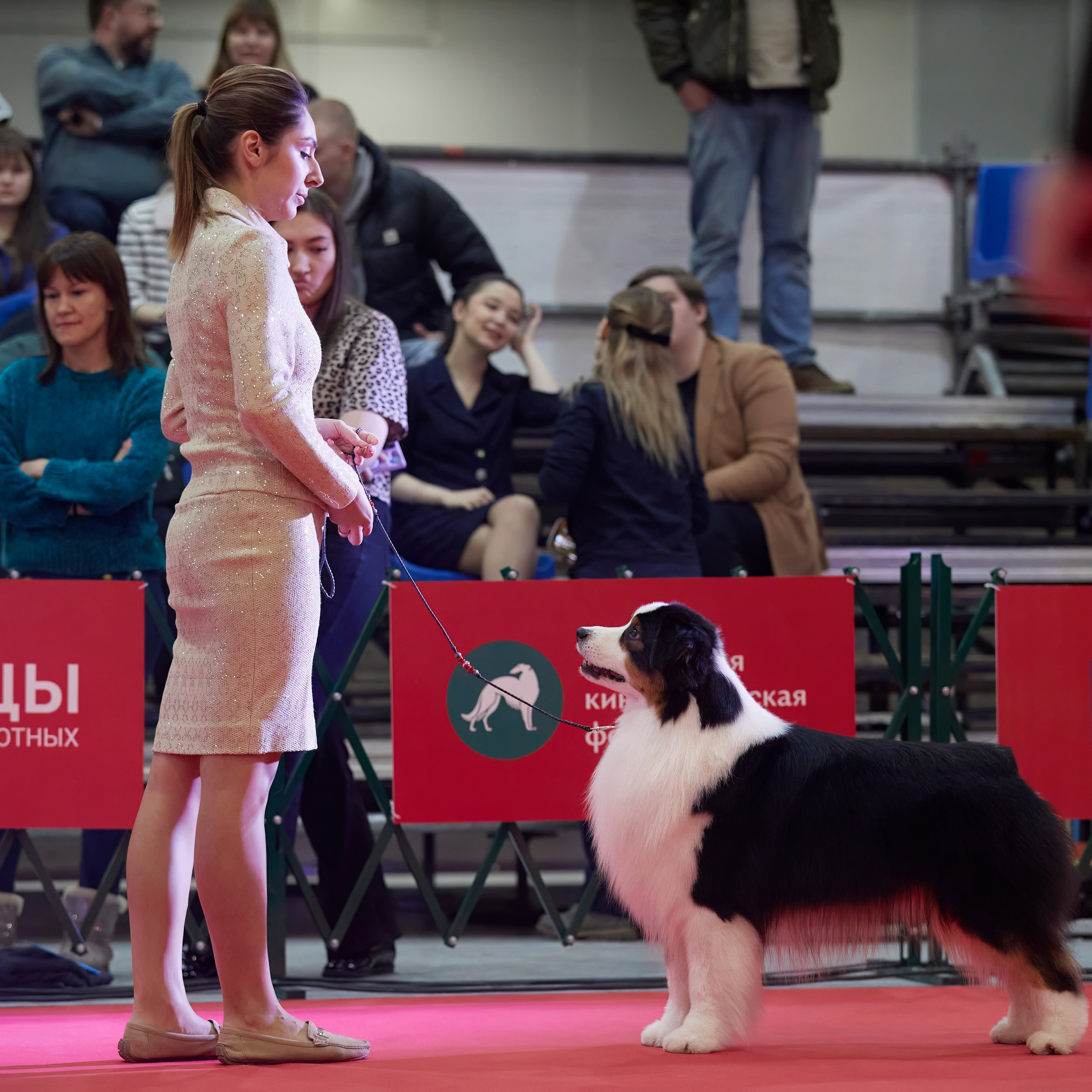 Шоу чемпионов «ЛУЧШИЕ СОБАКИ РОССИИ». ФОТОГРАФ-АНИМАЛИСТ l LANA POLYAKOVA