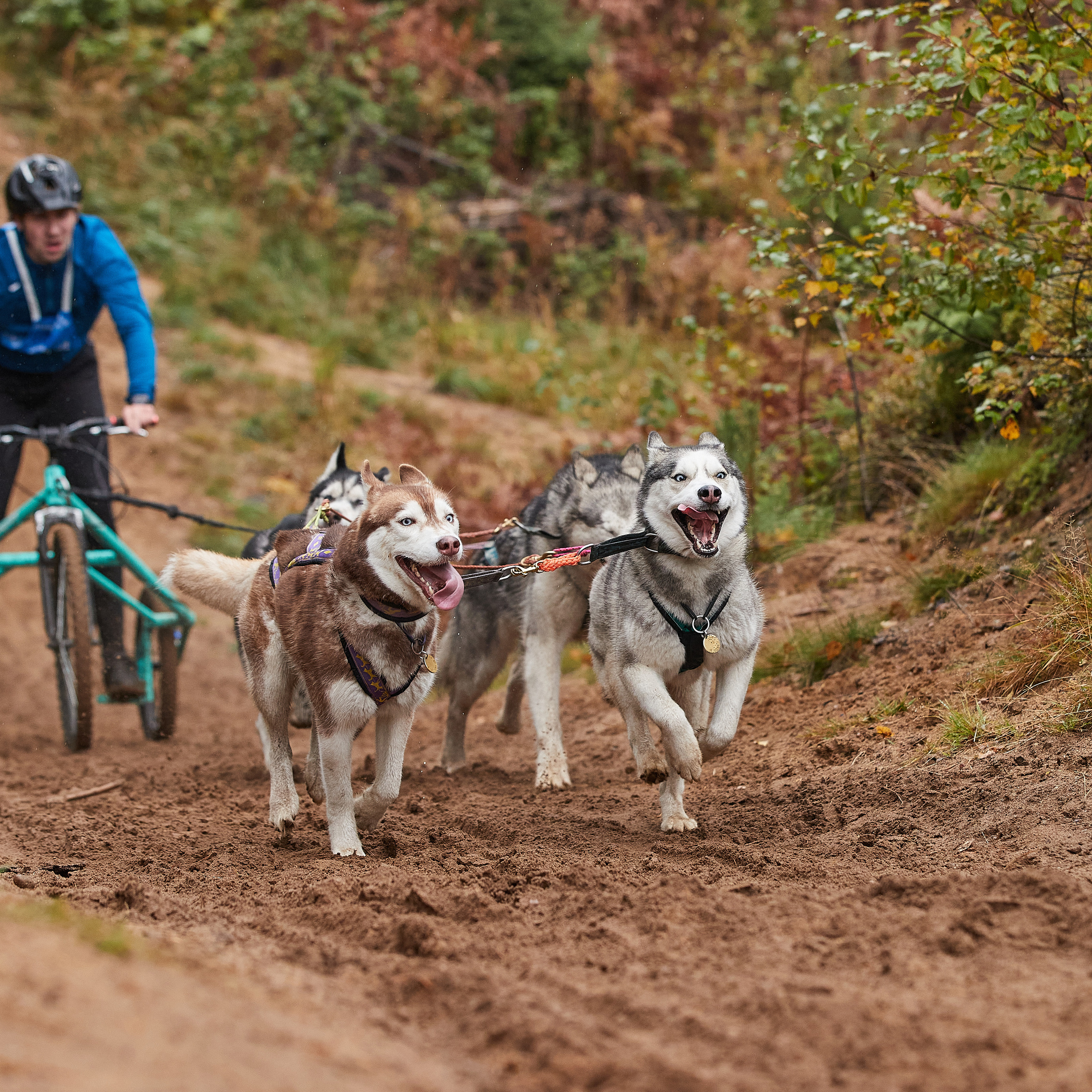 ЧЕМПИОНАТ РОССИИ РКФ 25–26 сентября 2021 г. ФОТОГРАФ-АНИМАЛИСТ l LANA POLYAKOVA