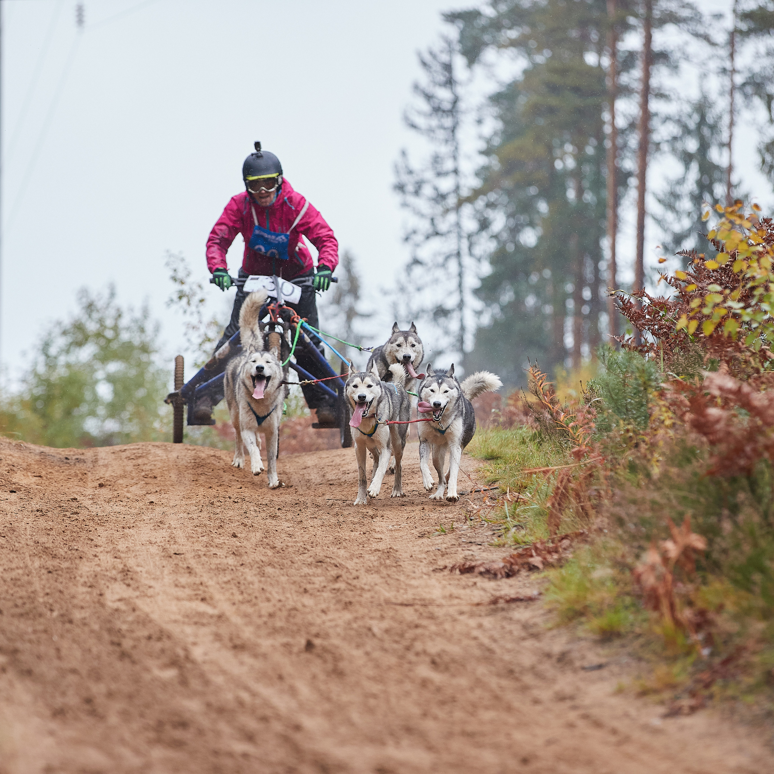 ЧЕМПИОНАТ РОССИИ РКФ 25–26 сентября 2021 г. ФОТОГРАФ-АНИМАЛИСТ l LANA POLYAKOVA