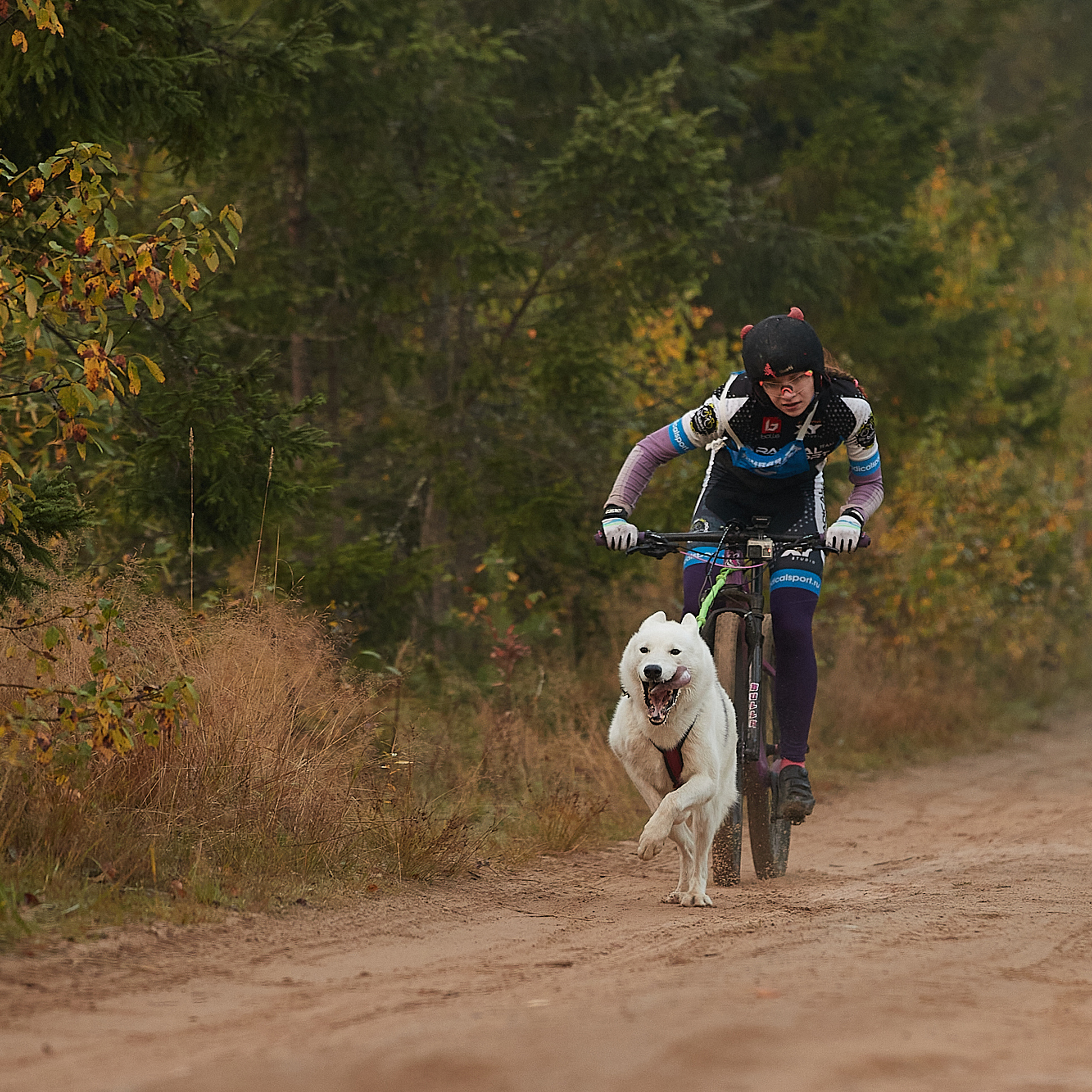 ЧЕМПИОНАТ РОССИИ РКФ 27 сентября 2020 г., 2й день. ФОТОГРАФ-АНИМАЛИСТ l LANA POLYAKOVA