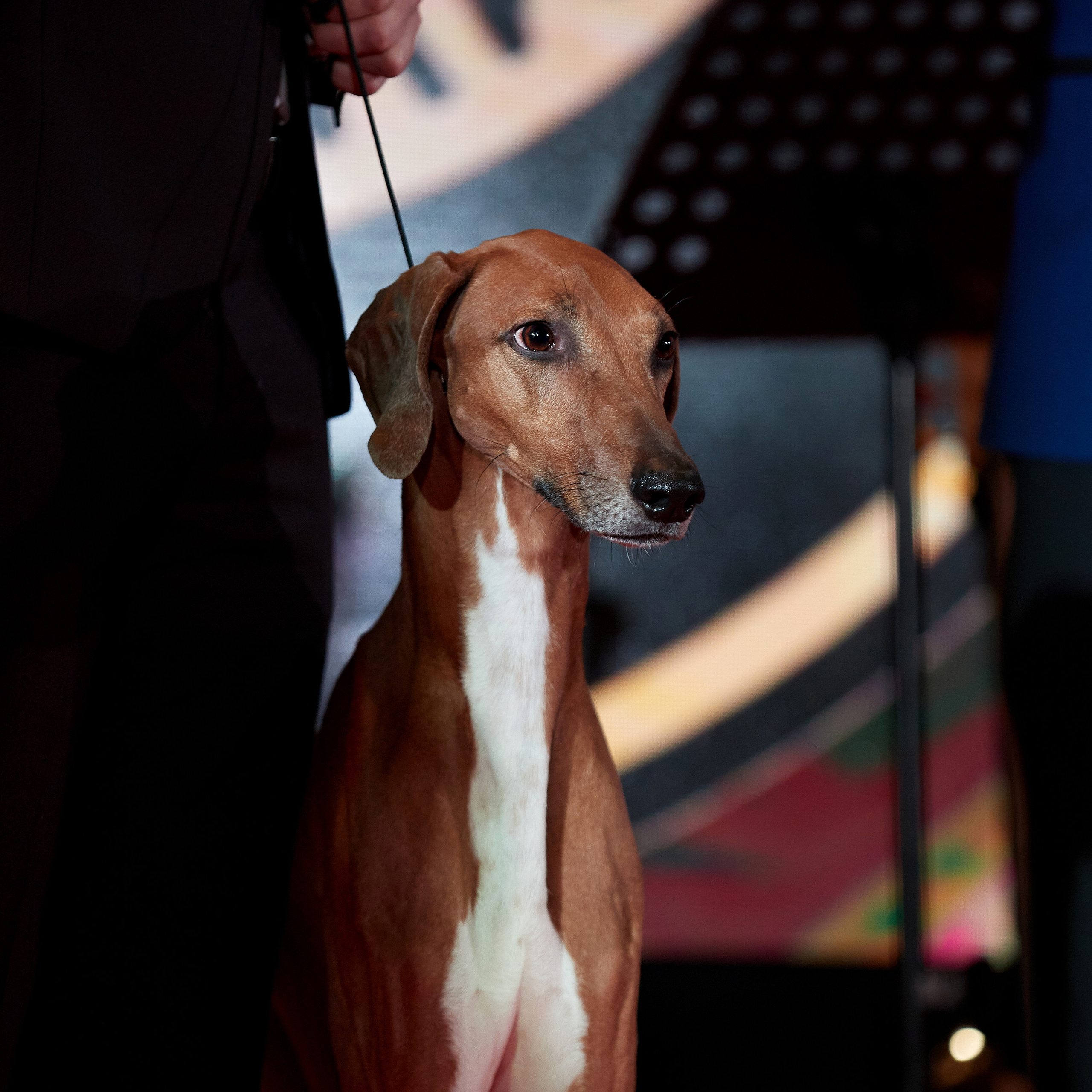 Репортаж с церемонии «BEST RUSSIAN DOG 2022». ФОТОГРАФ-АНИМАЛИСТ l LANA POLYAKOVA