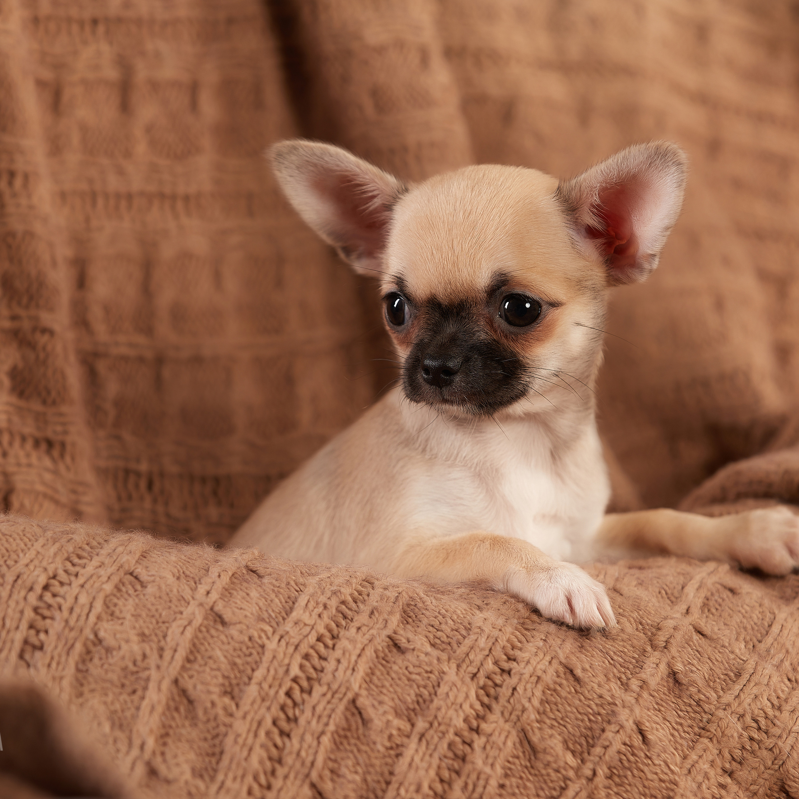 Малыши чихуахуа в новогодней студии. ФОТОГРАФ-АНИМАЛИСТ l LANA POLYAKOVA