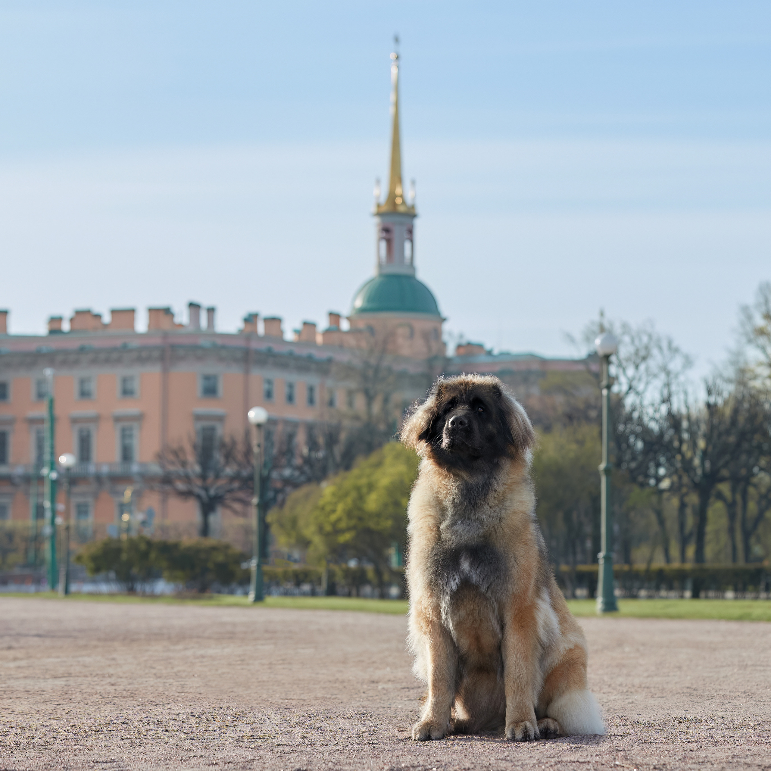 Леонбергеры в Санкт-Петербурге. ФОТОГРАФ-АНИМАЛИСТ l LANA POLYAKOVA