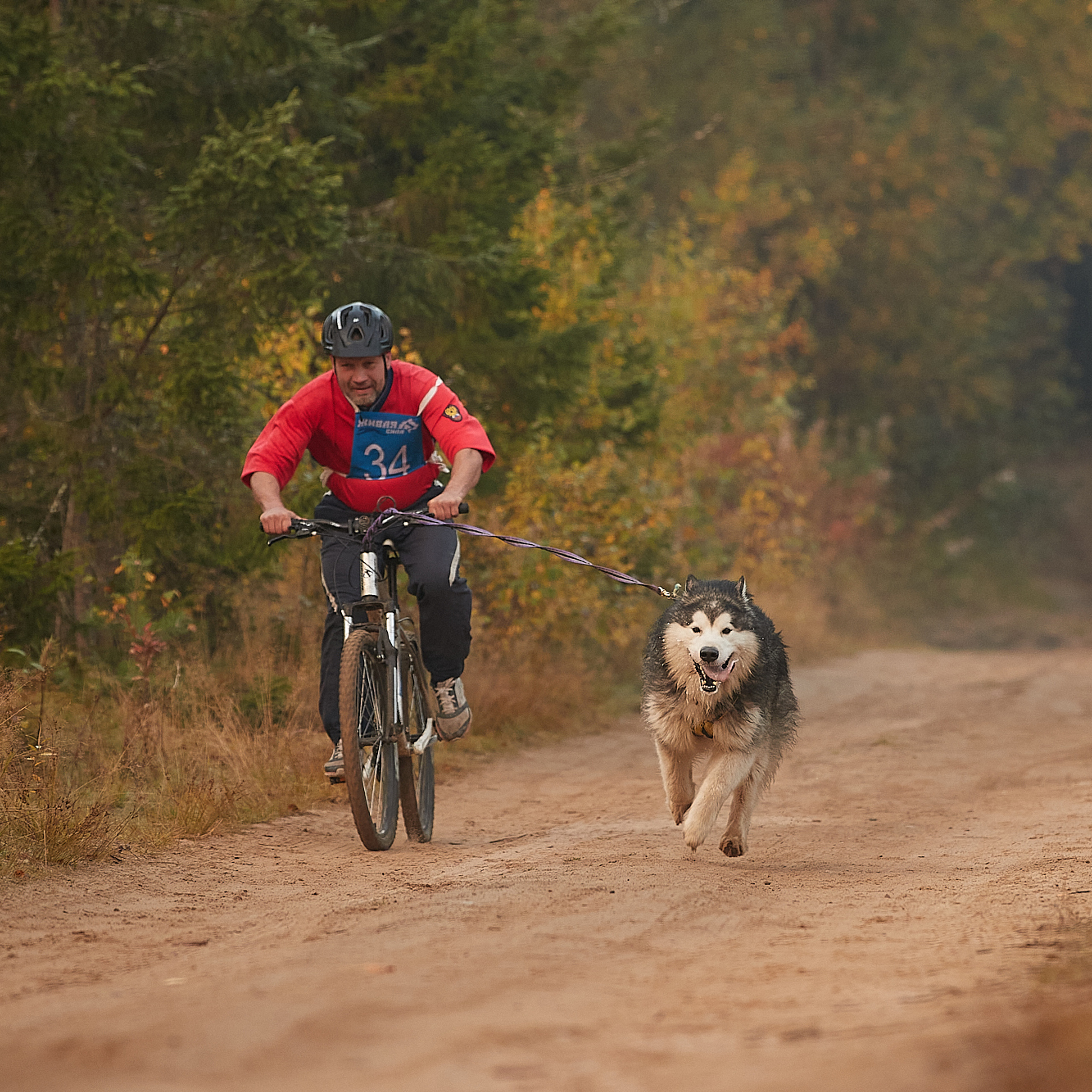 ЧЕМПИОНАТ РОССИИ РКФ 27 сентября 2020 г., 2й день. ФОТОГРАФ-АНИМАЛИСТ l LANA POLYAKOVA