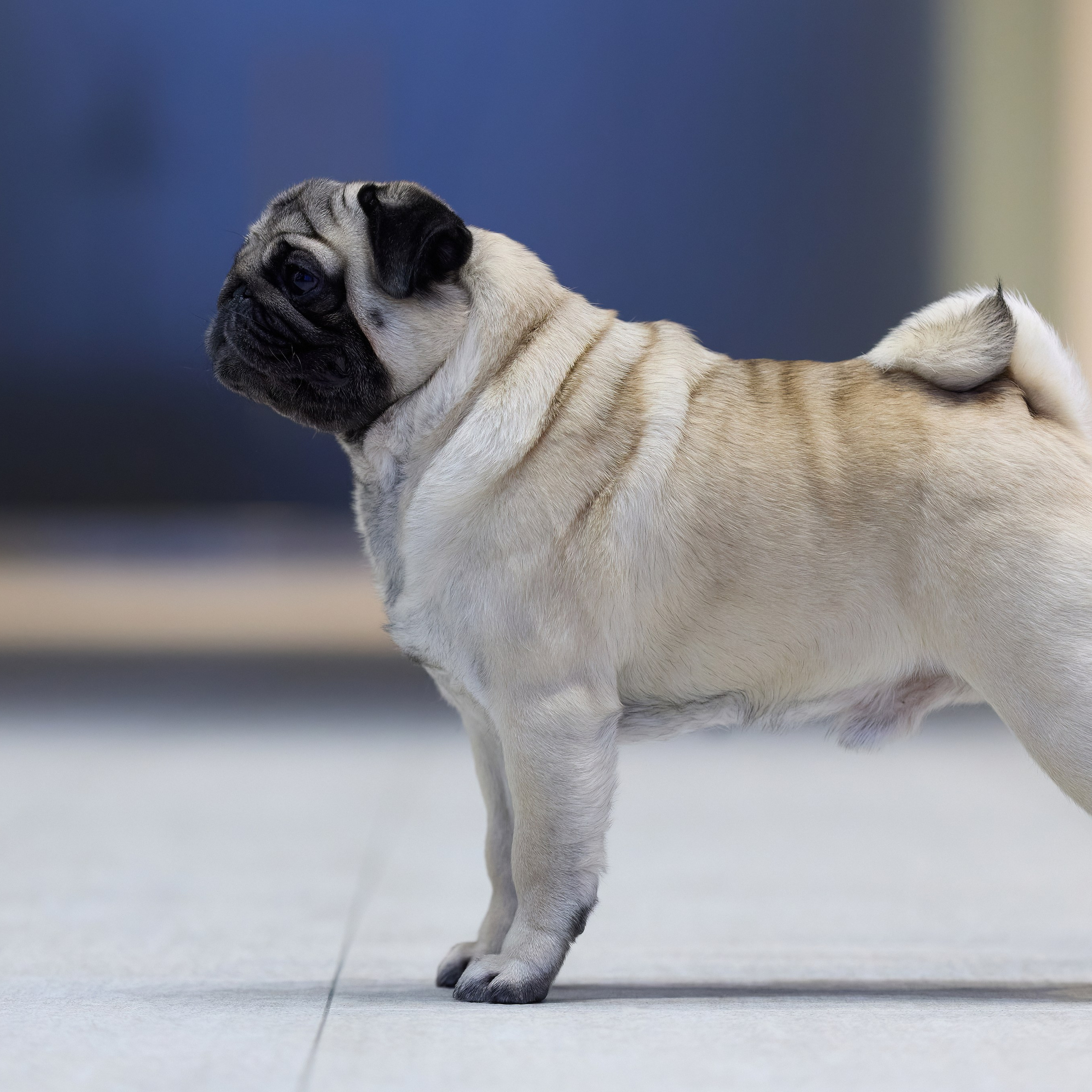 ВЫСТАВКА СОБАК С ОСОБЫМ СТАТУСОМ «НЕВСКИЙ ПОБЕДИТЕЛЬ» 12-13-14.12.2025. ФОТОГРАФ-АНИМАЛИСТ l LANA POLYAKOVA