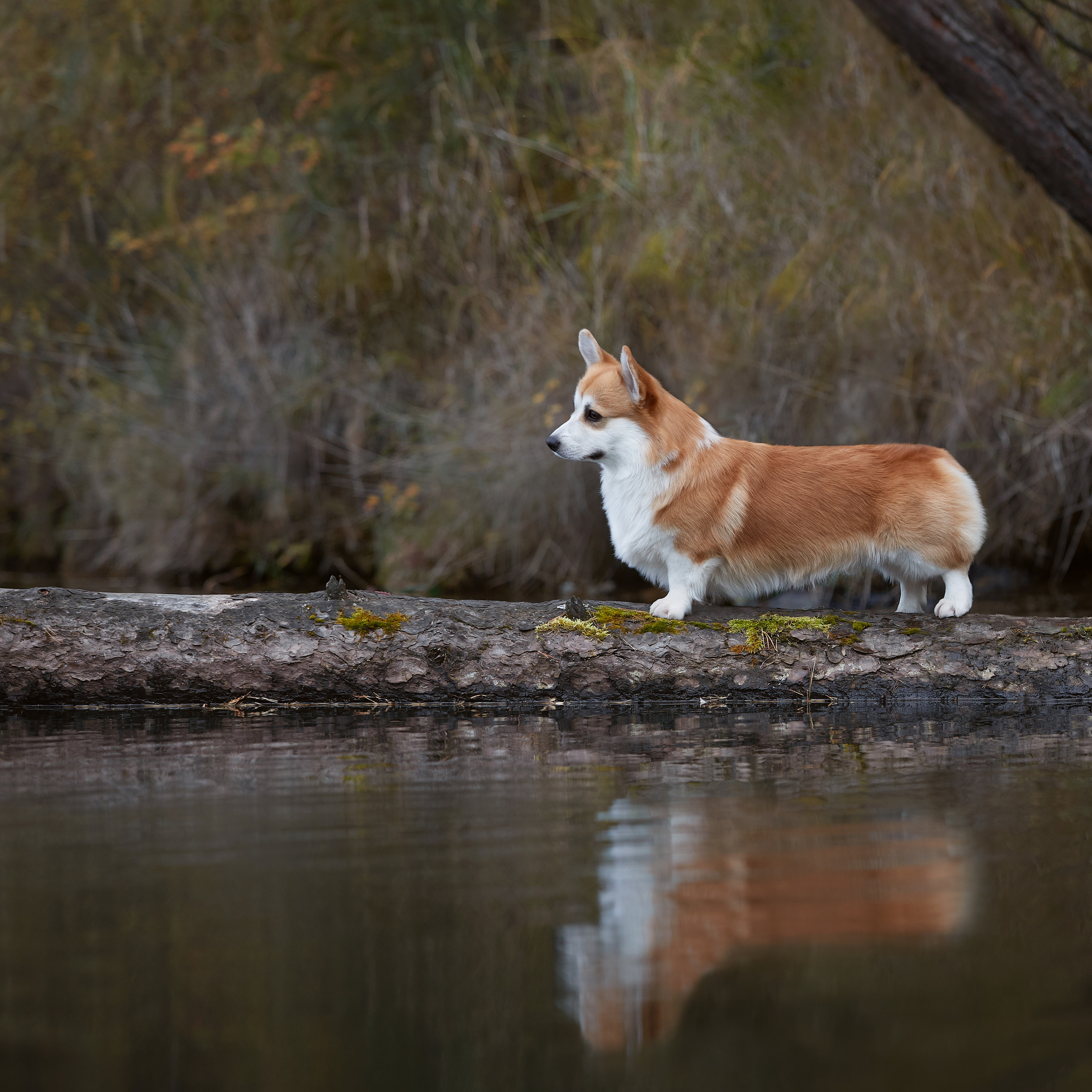 Путешествие к Байкалу. Фотосессии в Иркутске. ФОТОГРАФ-АНИМАЛИСТ l LANA POLYAKOVA