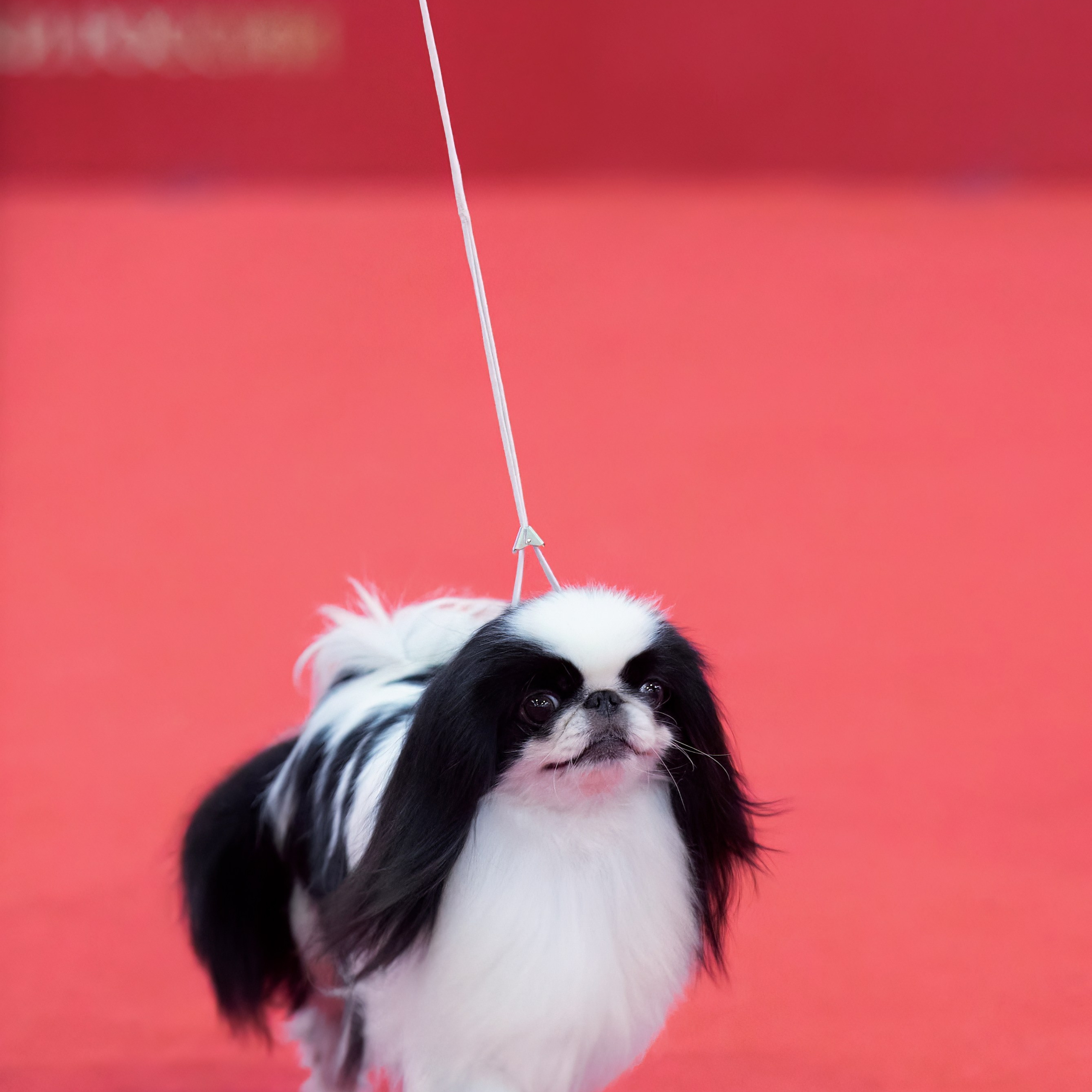 Шоу чемпионов «ЛУЧШИЕ СОБАКИ РОССИИ». ФОТОГРАФ-АНИМАЛИСТ l LANA POLYAKOVA