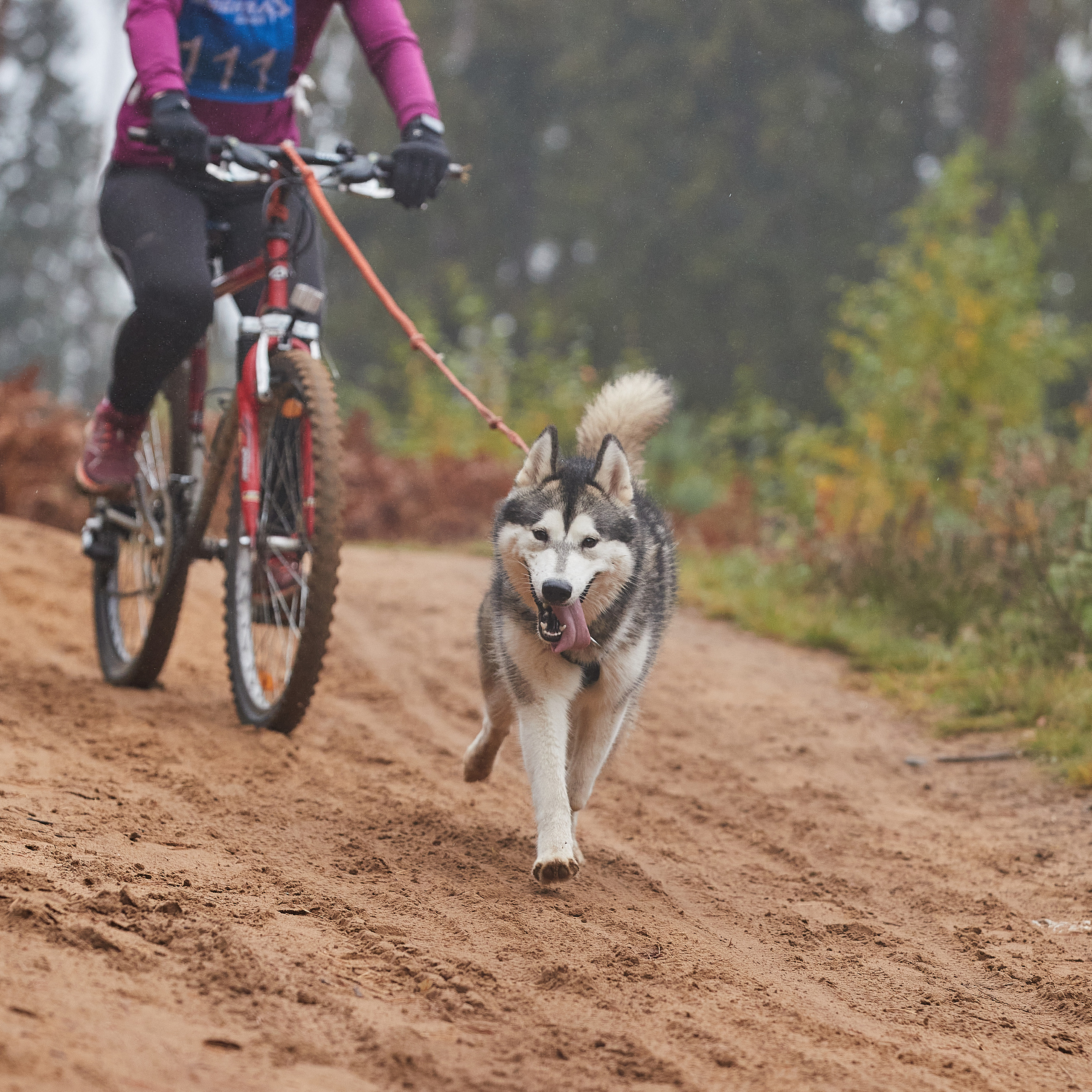 ЧЕМПИОНАТ РОССИИ РКФ 25–26 сентября 2021 г. ФОТОГРАФ-АНИМАЛИСТ l LANA POLYAKOVA