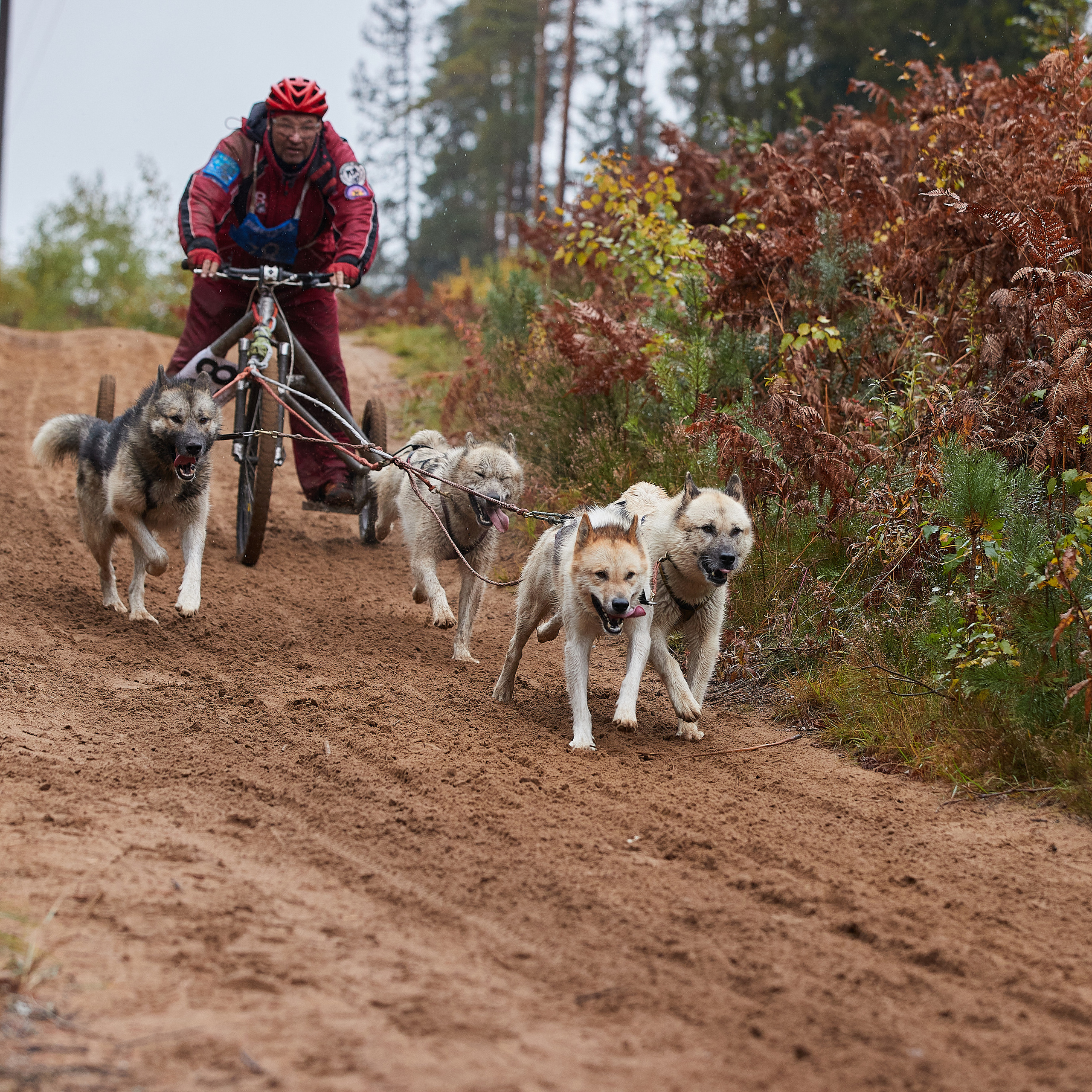ЧЕМПИОНАТ РОССИИ РКФ 25–26 сентября 2021 г. ФОТОГРАФ-АНИМАЛИСТ l LANA POLYAKOVA