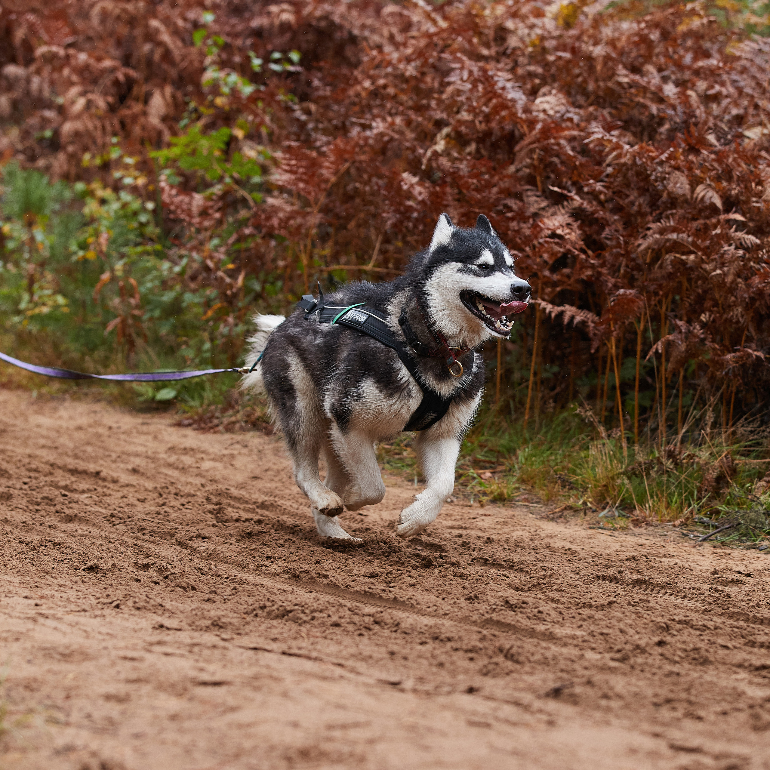 ЧЕМПИОНАТ РОССИИ РКФ 25–26 сентября 2021 г. ФОТОГРАФ-АНИМАЛИСТ l LANA POLYAKOVA