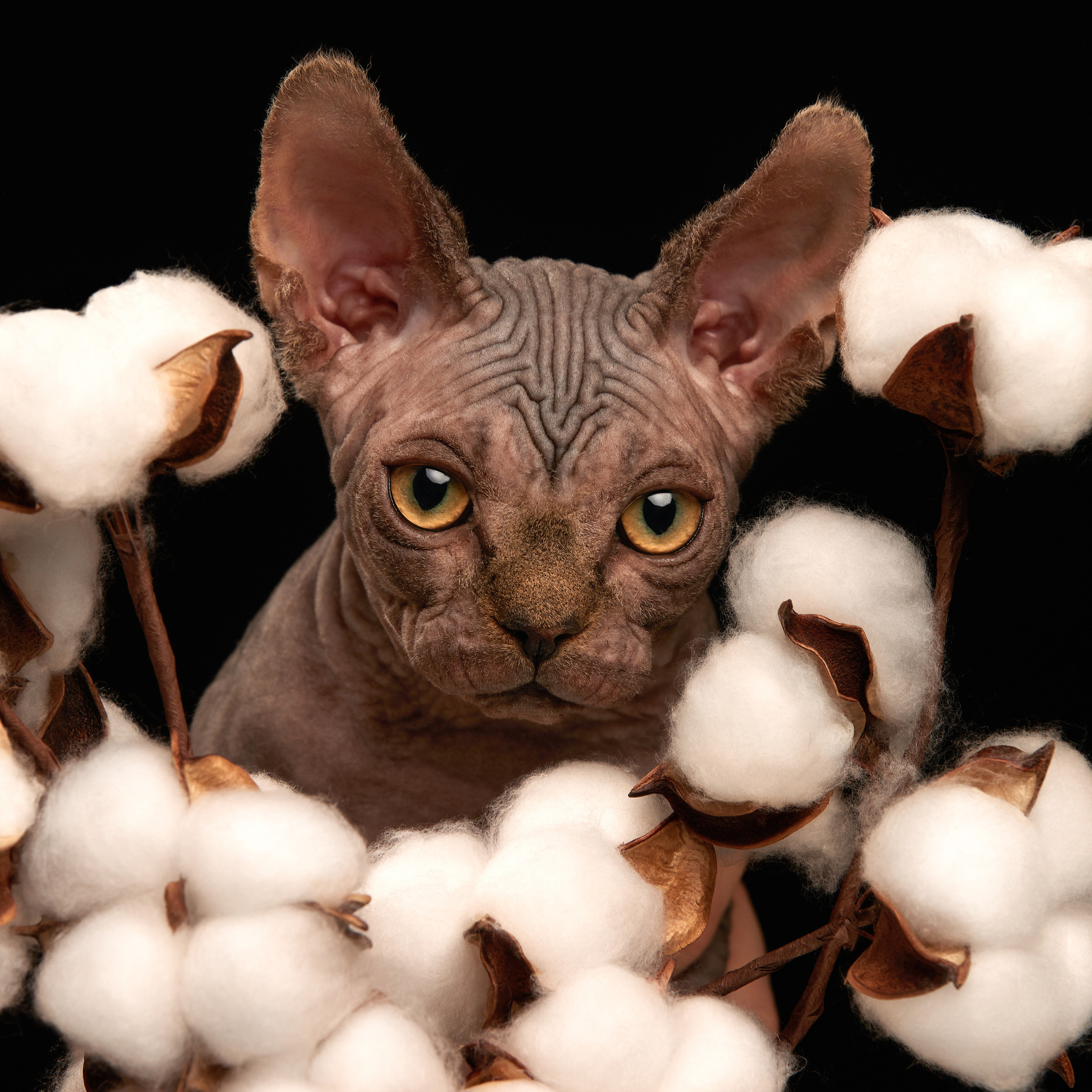 Паштет в объективе. ФОТОГРАФ-АНИМАЛИСТ l LANA POLYAKOVA