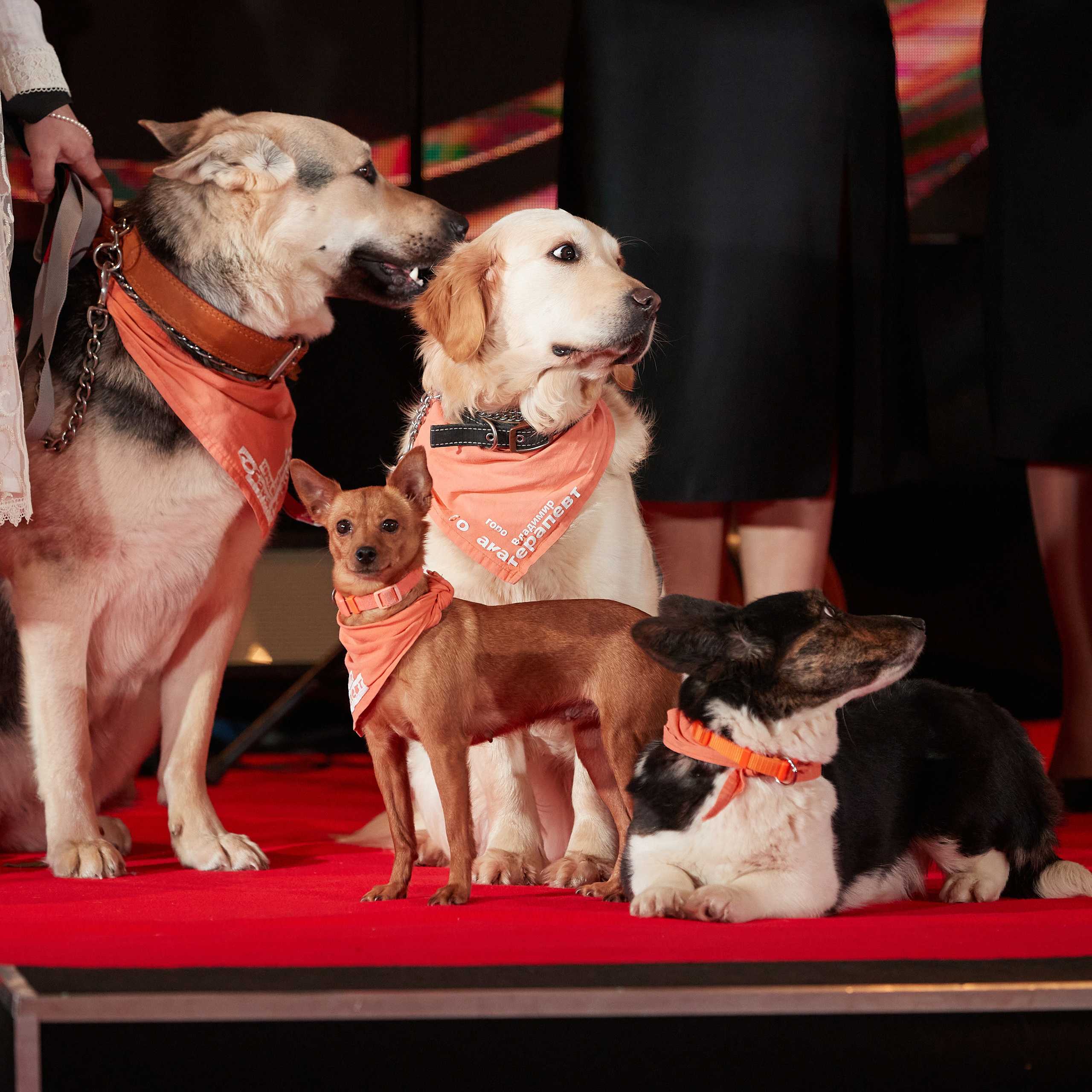 Репортаж с церемонии «BEST RUSSIAN DOG 2022». ФОТОГРАФ-АНИМАЛИСТ l LANA POLYAKOVA
