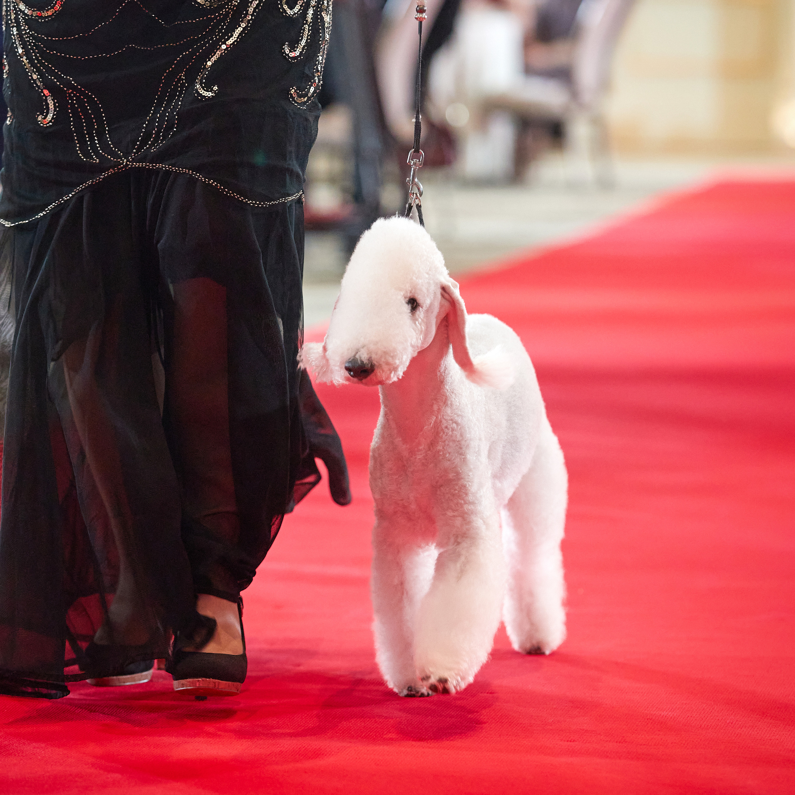 Репортаж с церемонии «BEST RUSSIAN DOG 2022». ФОТОГРАФ-АНИМАЛИСТ l LANA POLYAKOVA