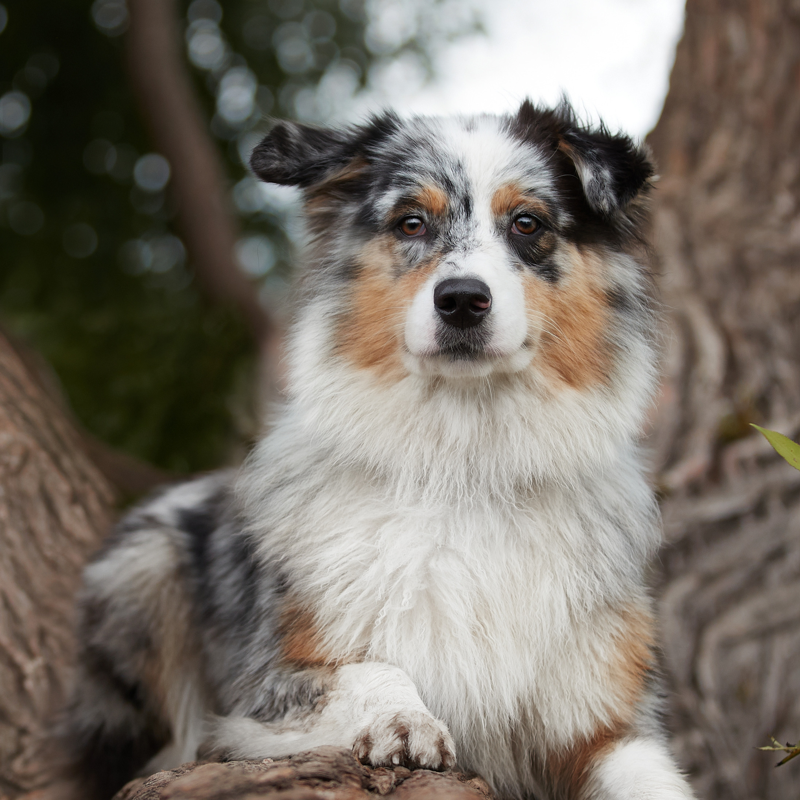 Айза на фотопрогулке. ФОТОГРАФ-АНИМАЛИСТ l LANA POLYAKOVA