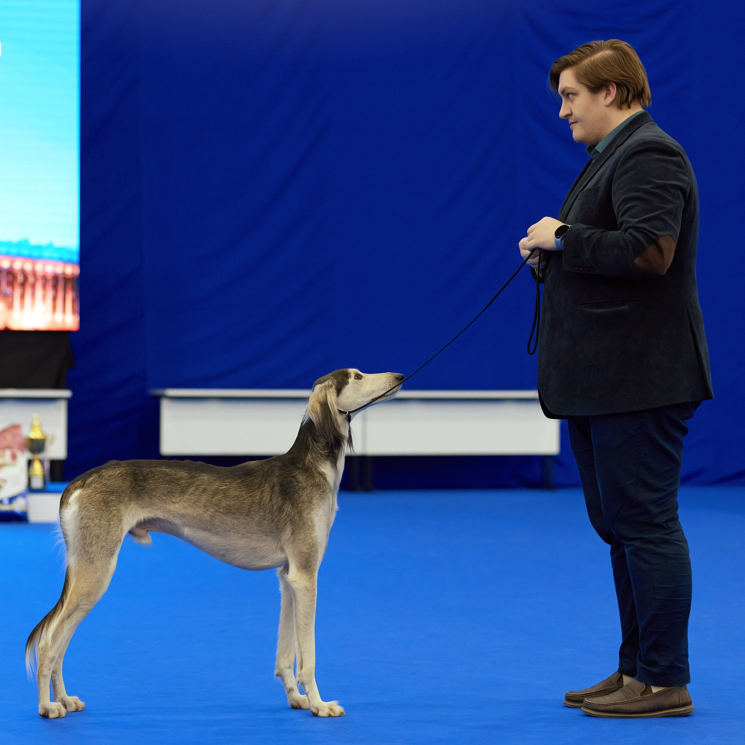 ВЫСТАВКА СОБАК С ОСОБЫМ СТАТУСОМ «НЕВСКИЙ ПОБЕДИТЕЛЬ» 12-13-14.12.2025. ФОТОГРАФ-АНИМАЛИСТ l LANA POLYAKOVA