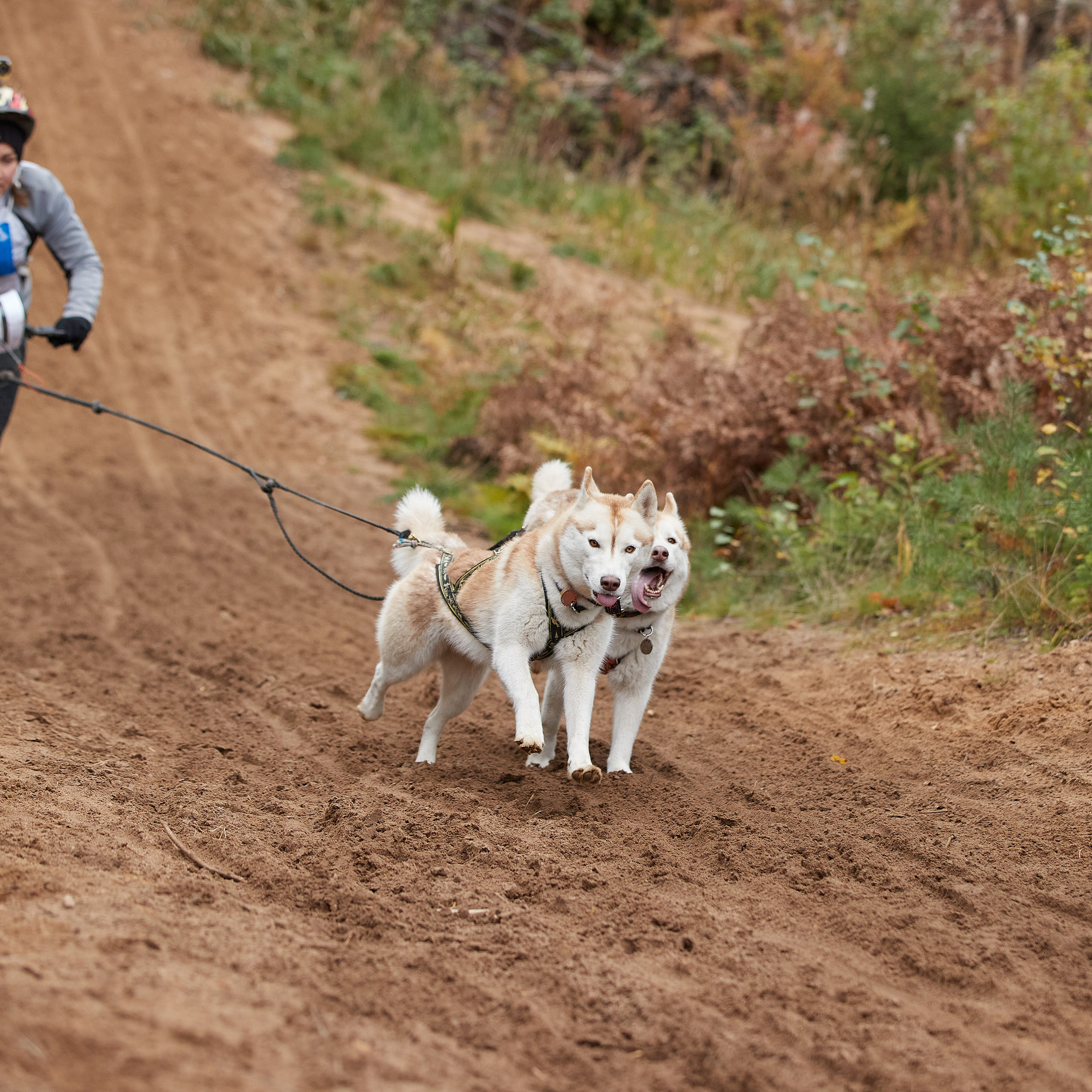 ЧЕМПИОНАТ РОССИИ РКФ 25–26 сентября 2021 г. ФОТОГРАФ-АНИМАЛИСТ l LANA POLYAKOVA