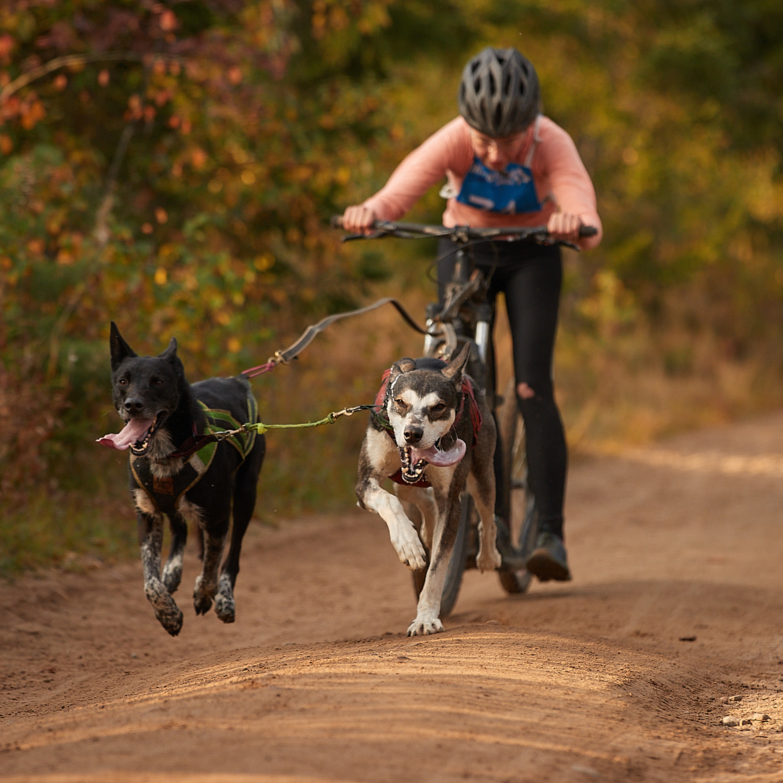 ЧЕМПИОНАТ РОССИИ РКФ 27 сентября 2020 г., 2й день. ФОТОГРАФ-АНИМАЛИСТ l LANA POLYAKOVA