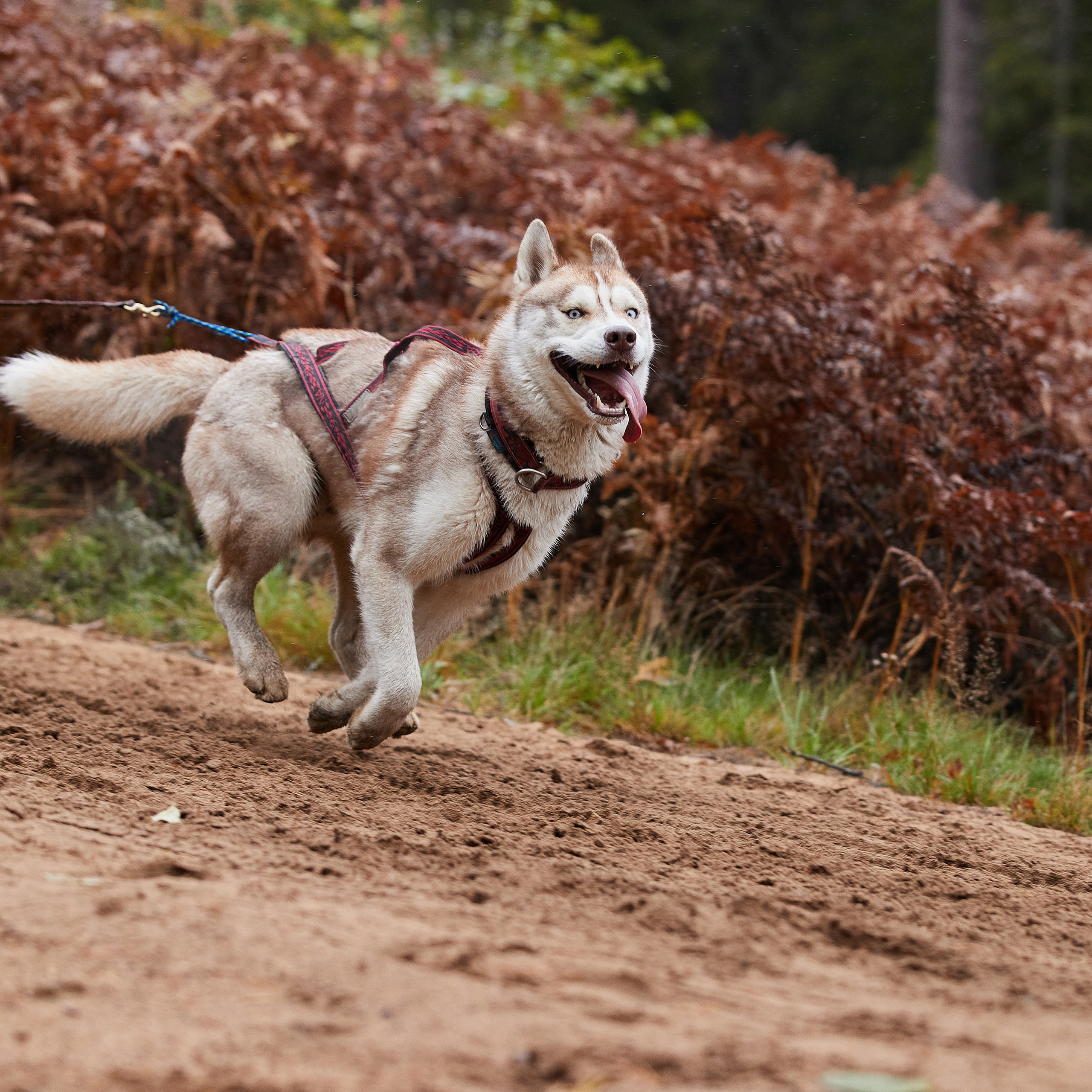 ЧЕМПИОНАТ РОССИИ РКФ 25–26 сентября 2021 г. ФОТОГРАФ-АНИМАЛИСТ l LANA POLYAKOVA