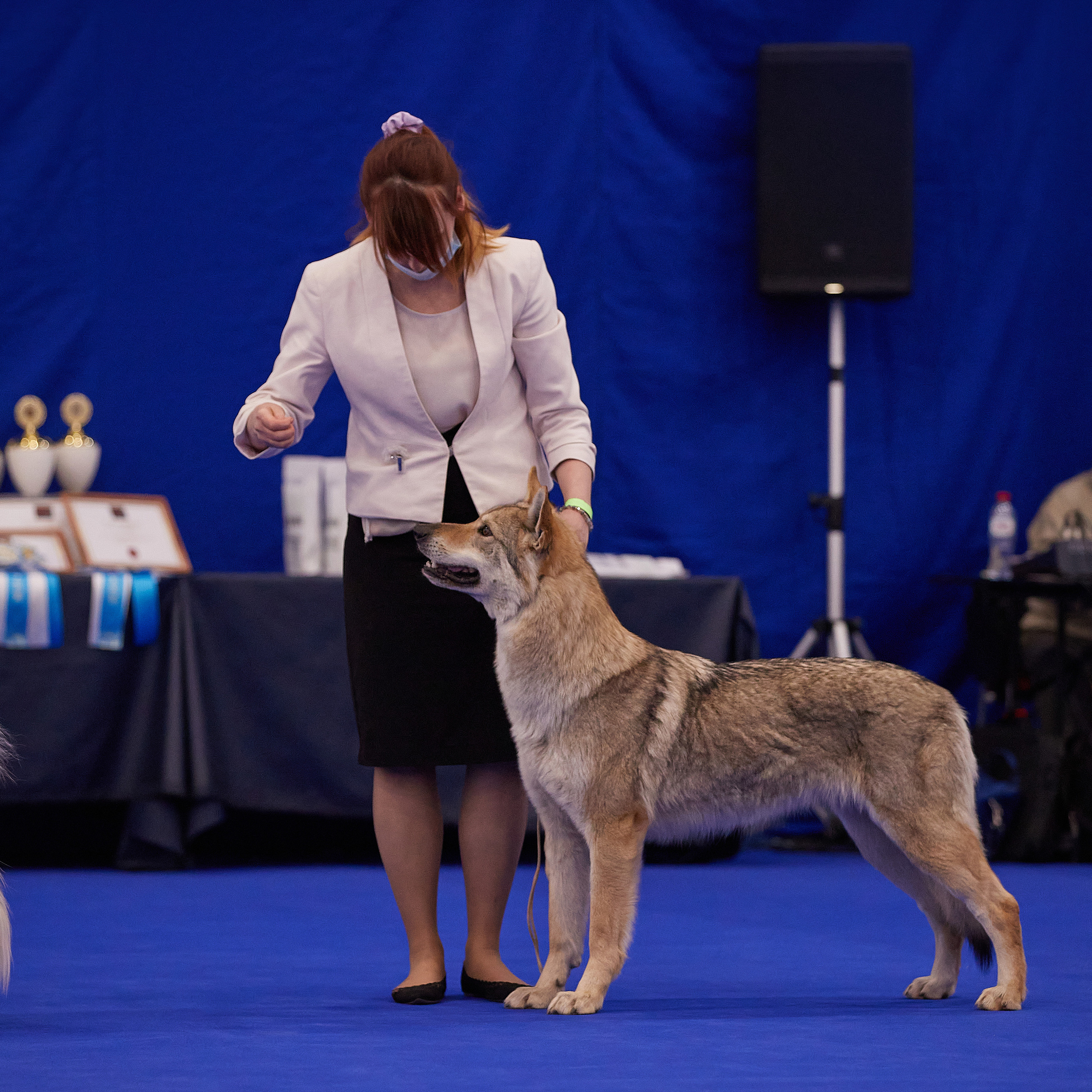 24-25.04.21 CACIB в Санкт-Петербурге. ФОТОГРАФ-АНИМАЛИСТ l LANA POLYAKOVA