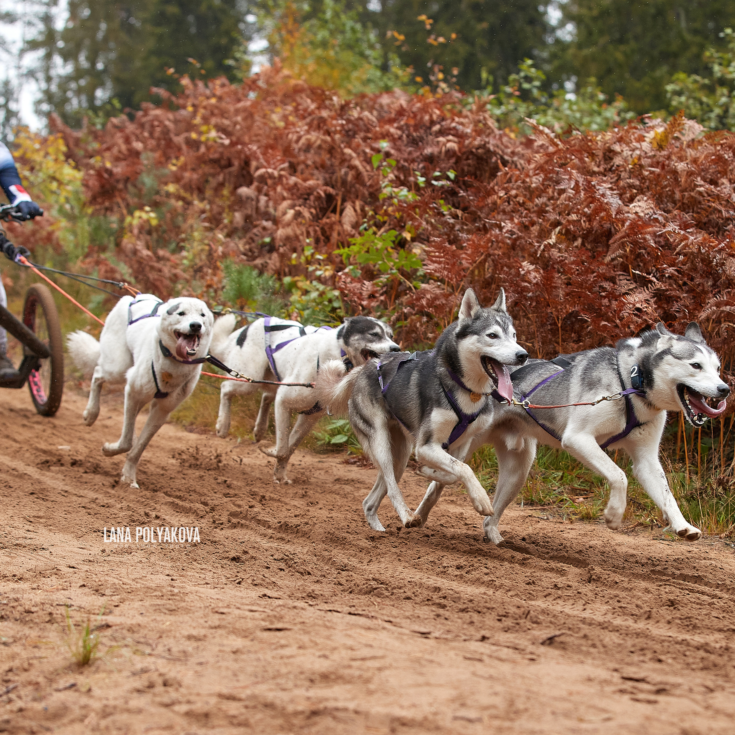 ЧЕМПИОНАТ РОССИИ РКФ 25–26 сентября 2021 г. ФОТОГРАФ-АНИМАЛИСТ l LANA POLYAKOVA