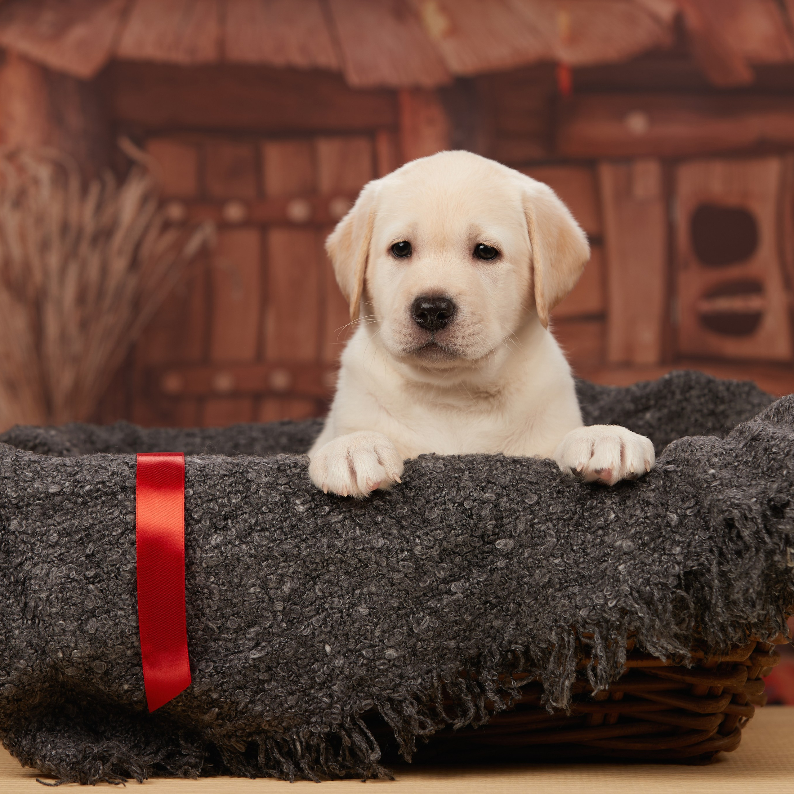 🍁Осенний лялькопад 🍁. ФОТОГРАФ-АНИМАЛИСТ l LANA POLYAKOVA