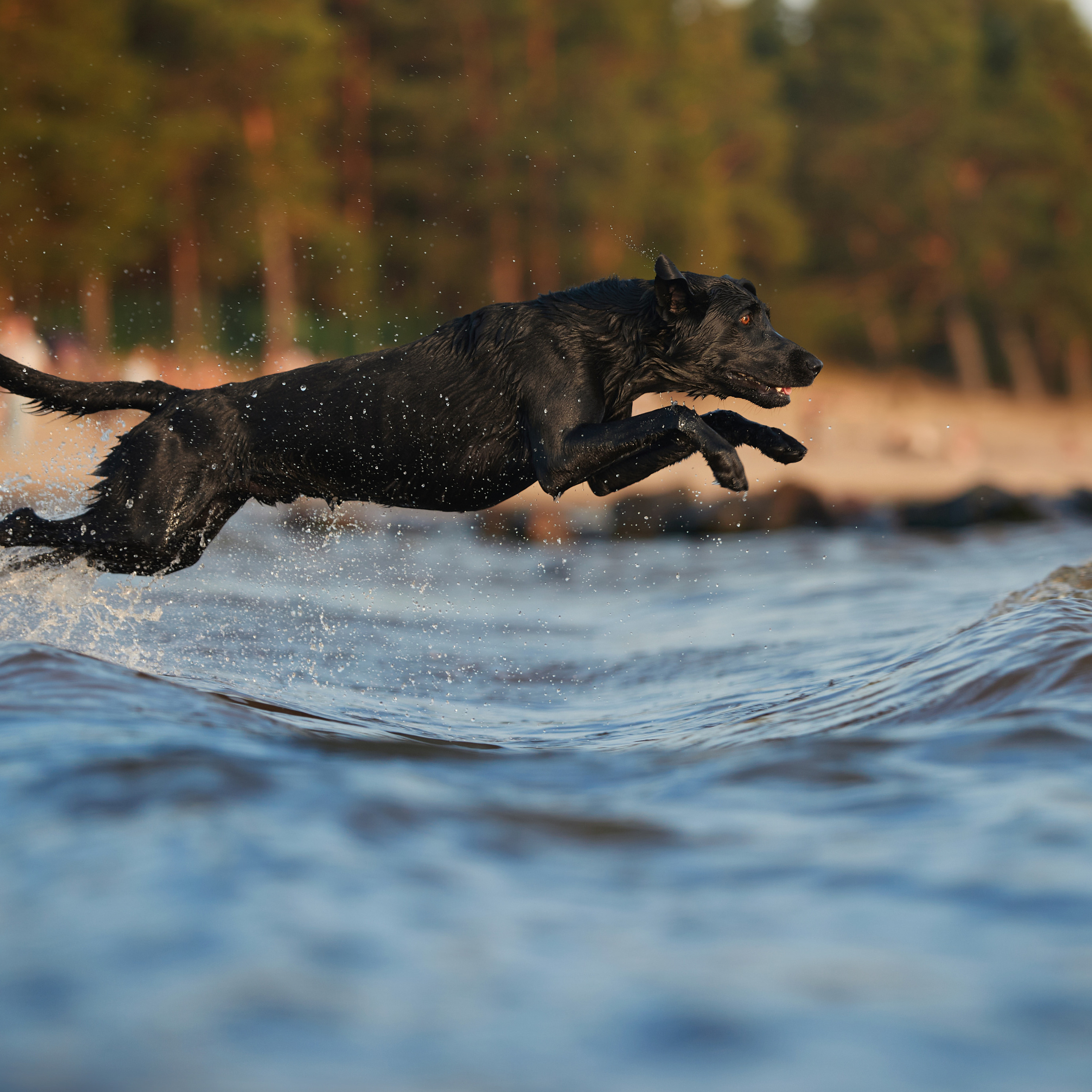 Фотопрогулка для Аджи. Вода!. ФОТОГРАФ-АНИМАЛИСТ l LANA POLYAKOVA