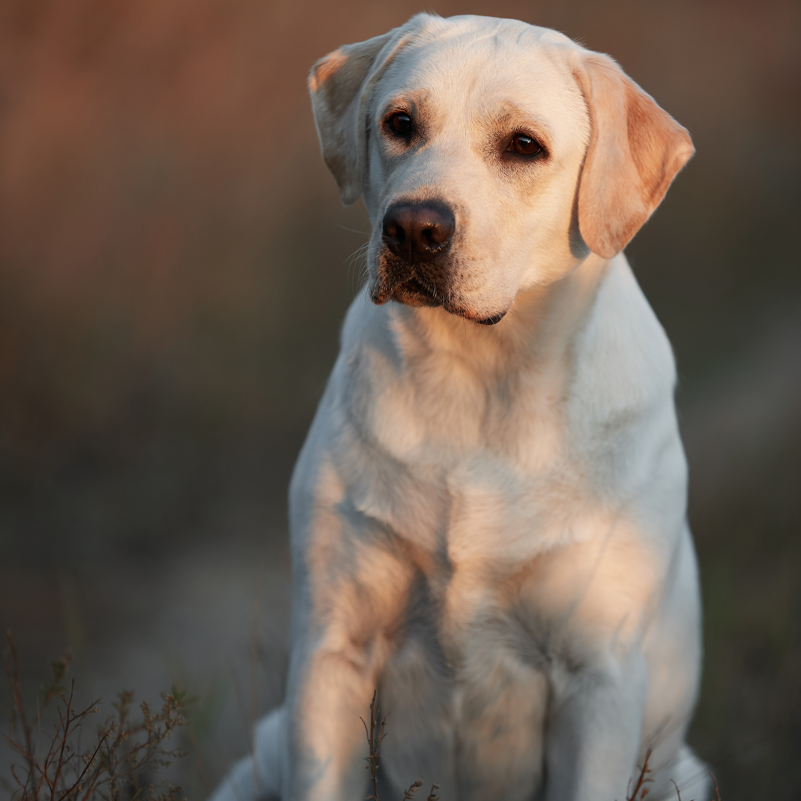 Путешествие к Байкалу. Фотосессии в Иркутске. ФОТОГРАФ-АНИМАЛИСТ l LANA POLYAKOVA