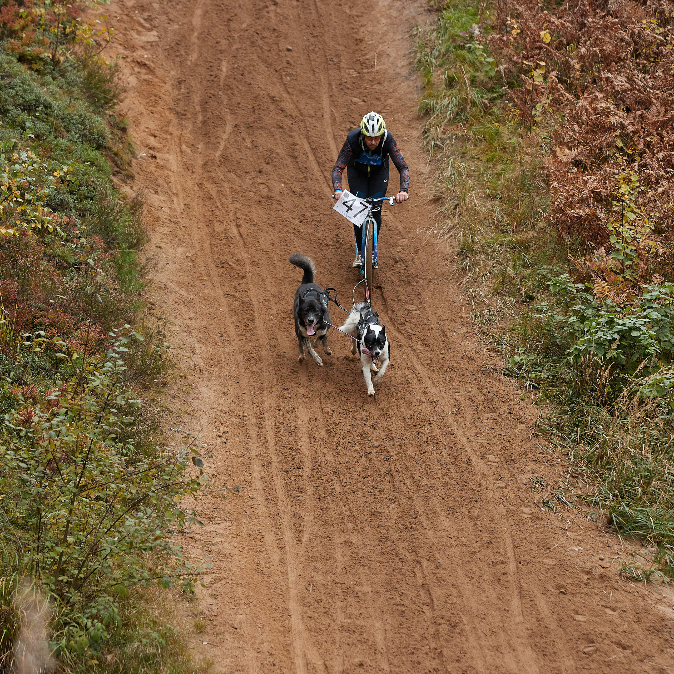 ЧЕМПИОНАТ РОССИИ РКФ 25–26 сентября 2021 г. ФОТОГРАФ-АНИМАЛИСТ l LANA POLYAKOVA
