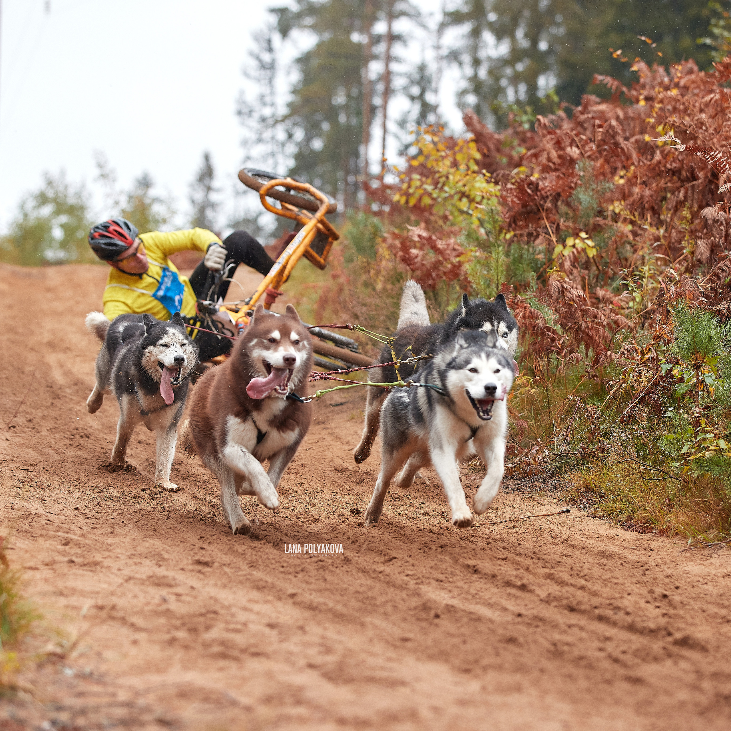 ЧЕМПИОНАТ РОССИИ РКФ 25–26 сентября 2021 г. ФОТОГРАФ-АНИМАЛИСТ l LANA POLYAKOVA